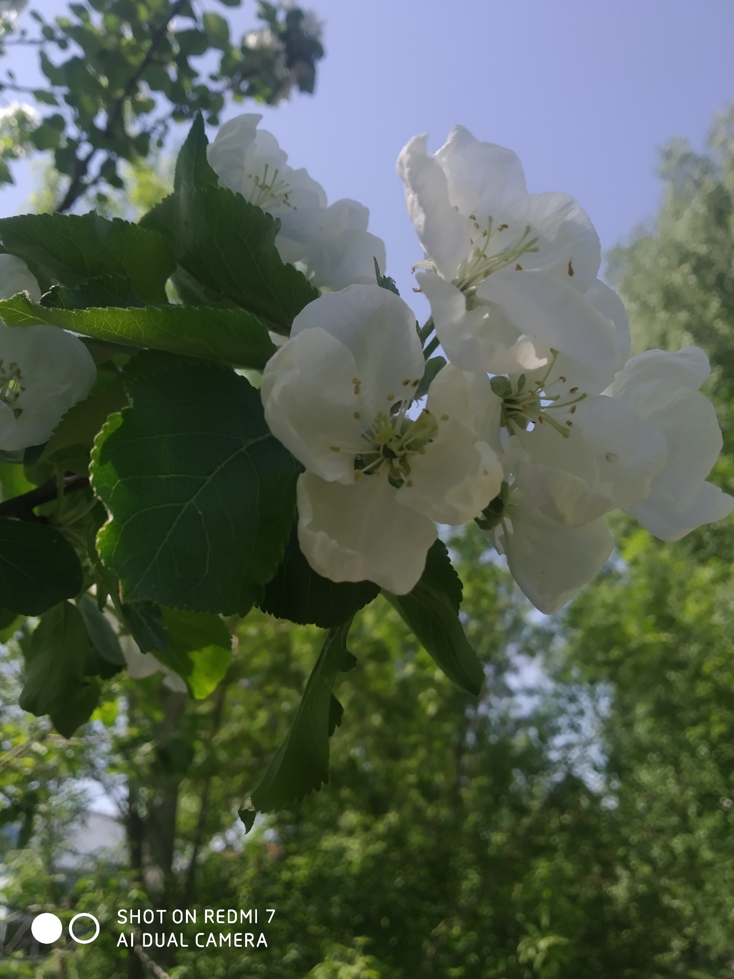 The image shows a close-up of white apple blossoms against a background of green leaves, other branches, and a blue sky. The blossoms are the primary subject, with detailed stamens visible. The setting appears to be outdoors, with natural sunlight. A blurred logo and text "SHOT ON REDMI 7 AI DUAL CAMERA" is present in the lower left corner. The location, city of Chaikovsky, Russia, is not discernible from the image itself, but it can be included because it was given as a reference.