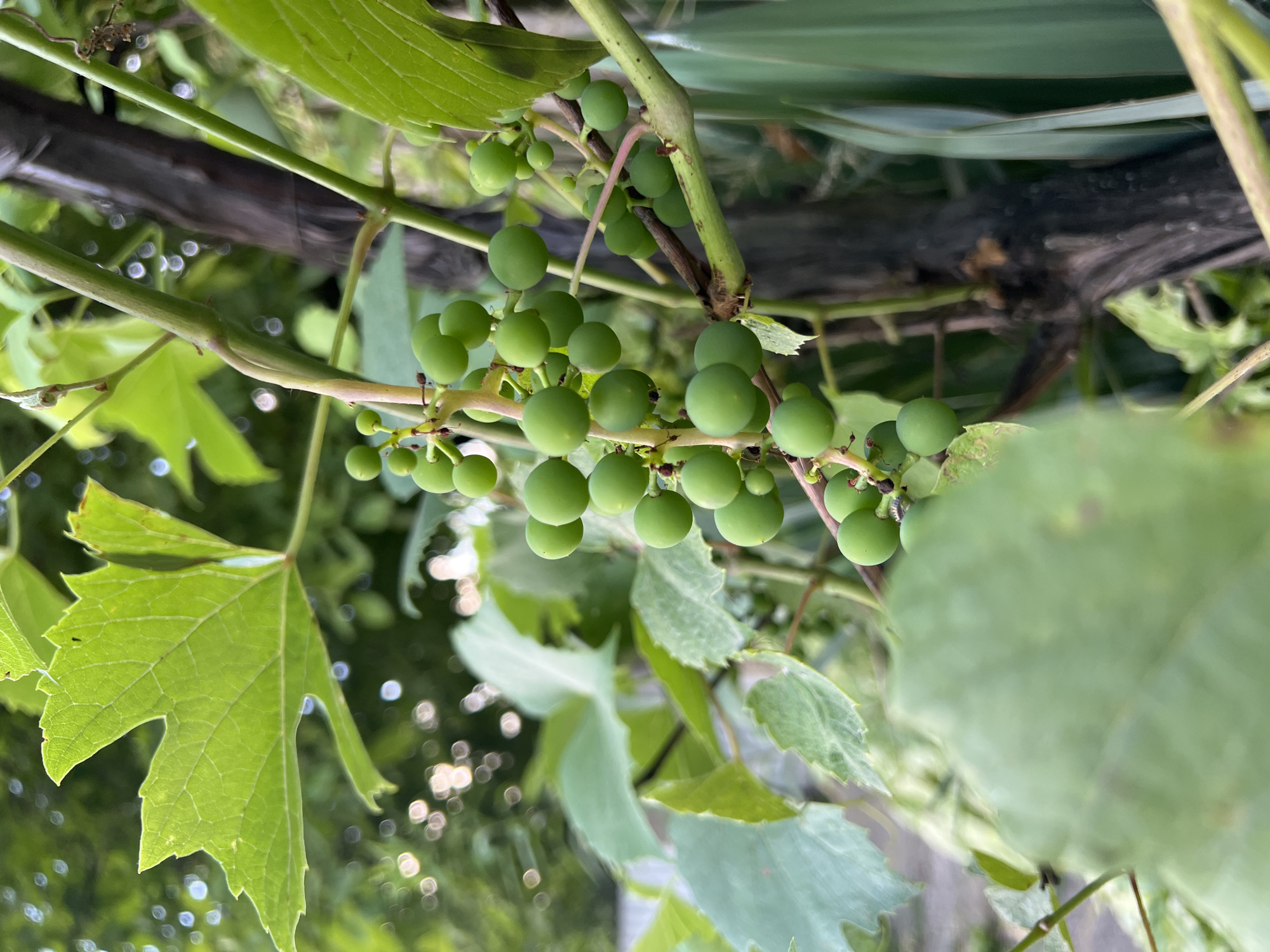 A close-up, slightly blurred shot captures a cluster of unripe green grapes hanging from a vine. The grapes are small and spherical, clustered tightly together on thin stems. The vine itself is woody and appears to be supported by a dark, textured stake or branch. Large, green grape leaves, some with serrated edges, are also visible, framing the cluster of grapes and adding depth to the composition. The background is a soft blur of green foliage and distant, out-of-focus lights, suggesting an outdoor setting, possibly a garden or vineyard, during daytime with dappled sunlight. There are no people or animals present in the image.