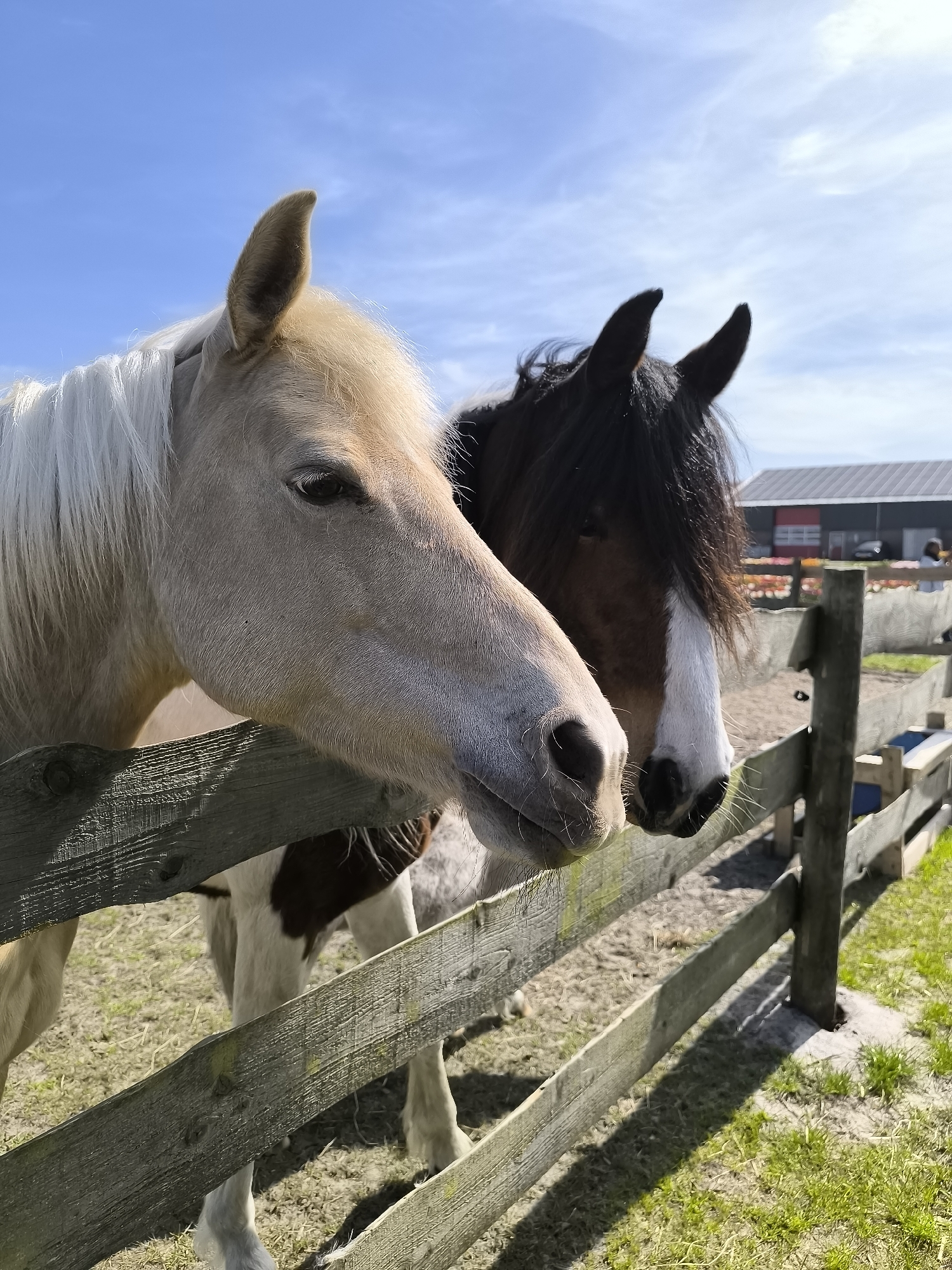 The image shows two horses standing behind a wooden fence. The horse on the left is pale beige with a white mane. The horse on the right is brown and white with a black mane. The fence is made of wooden planks. In the background, a building with a red and gray roof is visible. The location is Burgerbrug, Netherlands. The sky is blue with some clouds. Grass grows near the fence.