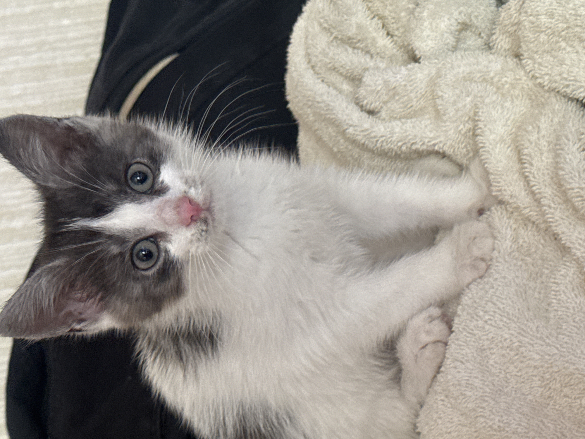A close-up, eye-level photograph shows a small kitten sitting on a textured cream-colored blanket. The kitten has white fur on its chest, belly, and front paws, with patches of grey tabby markings on its back, head, and ears. Its face is white with grey markings around its eyes and ears, and it has a pink nose. The kitten is looking directly at the camera with wide, grey-blue eyes. Behind the kitten is a dark, blurred background, possibly clothing or furniture. The overall lighting is soft and diffused. There is no visible indication of the location in Zaokskiy, Russia.