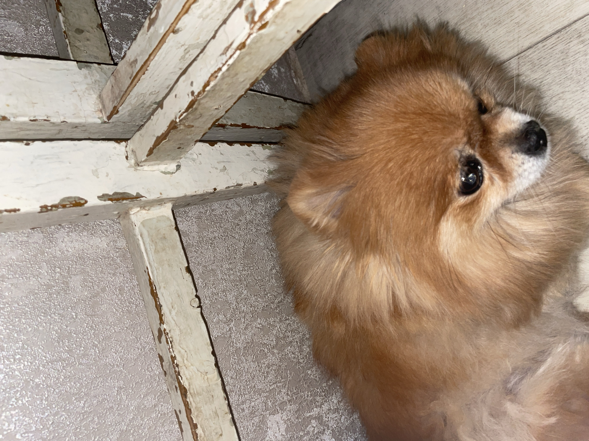 A tan Pomeranian dog with black eyes and a black nose is lying on its back on a gray patterned surface. The dog is positioned to the right of the frame, facing the viewer with its head tilted. A weathered, off-white wooden structure is present in the upper-left corner and partially covers the surface. There is no indication of the image being located in Perm, Russia.