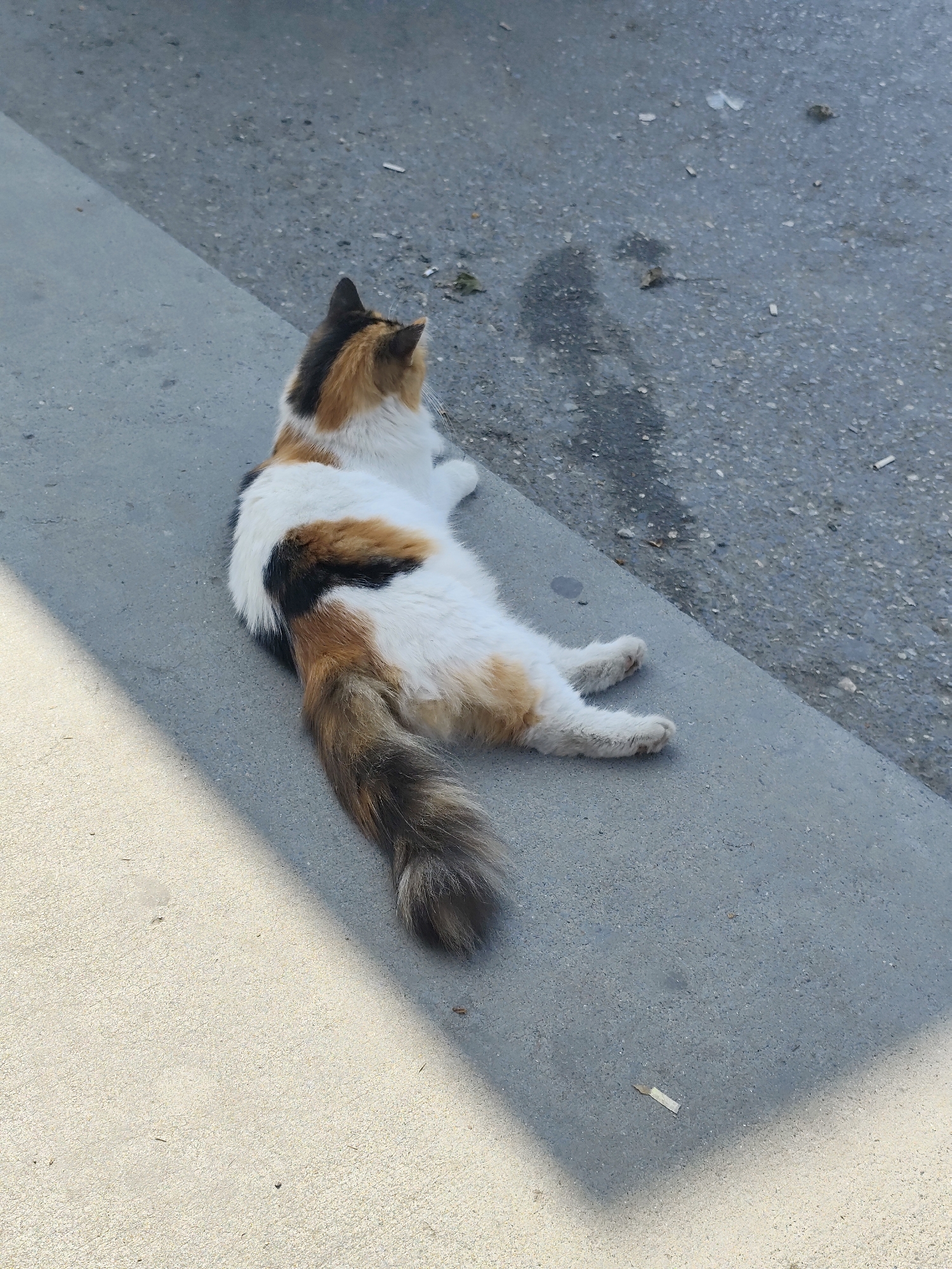A calico cat lies on a sidewalk next to a street in Sarıyer, Turkey. The cat's head faces away from the camera. The sidewalk is grey and there is a darker grey street next to it. A shadow cuts across part of the sidewalk.