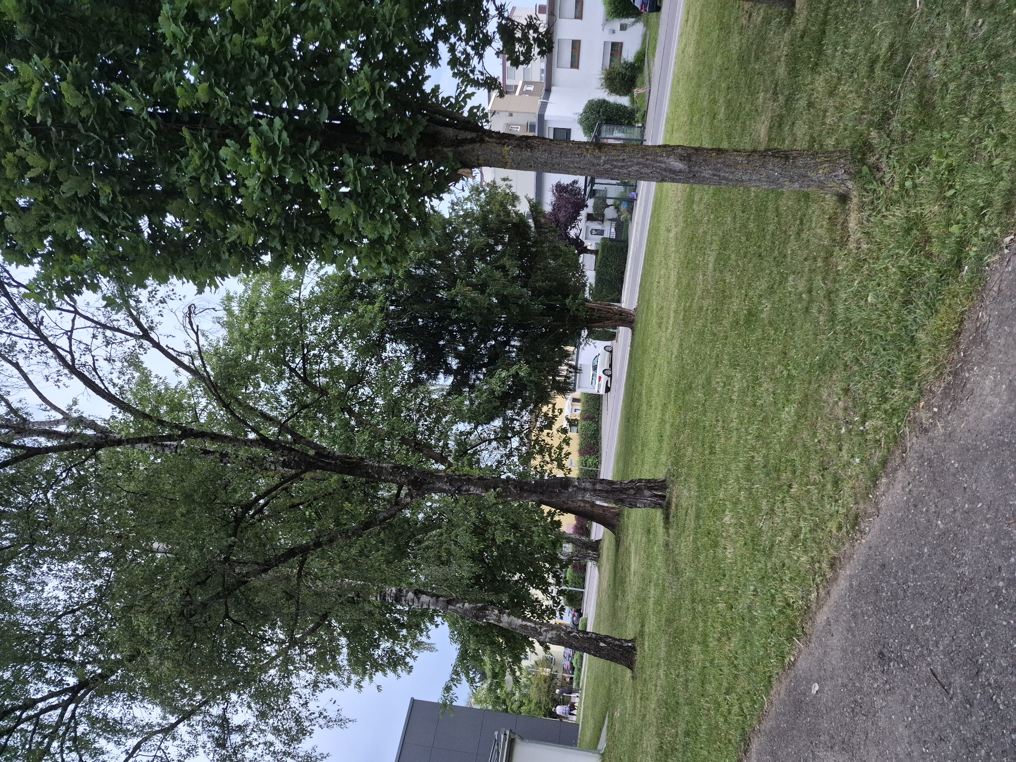 The image depicts a suburban street scene with several mature trees lining a grassy area. In the foreground, a section of asphalt pavement is visible on the left, meeting the green lawn. Several trees, including birch and a broader-leafed tree, are scattered across the lawn. In the background, a street runs horizontally, with vehicles, buildings, and some pedestrians visible. The buildings appear to be residential or office spaces, with a mix of modern and older architectural styles. The sky is overcast, suggesting a cloudy day.
