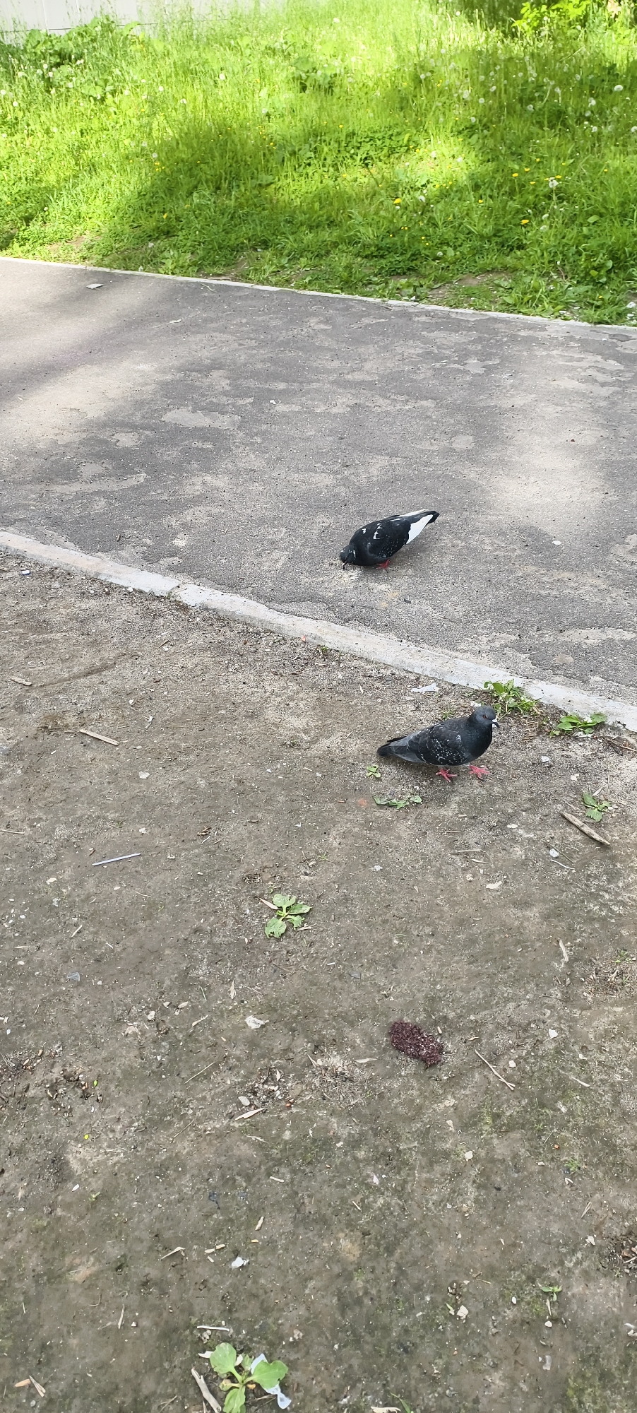 Two pigeons are visible in an outdoor setting during daytime, likely on a pathway adjacent to a grassy area. The scene features a dark grey asphalt or paved path on the upper right side, separated by a low, light grey curb from a lighter brown, dirt or muddy ground on the lower left. Beyond the paved path is a lush, green patch of grass with some small white and yellow wildflowers.
One pigeon, predominantly black with distinctive white markings on its back and wings, is on the paved path, with its head down, appearing to peck at something on the ground, possibly foraging for food. The second pigeon, mostly dark grey with hints of iridescent feathers on its neck and reddish feet, stands on the dirt ground, facing slightly to the right. Near this standing pigeon, closer to the bottom right of the frame, there is a small, irregular pile of dark reddish-brown material on the dirt, which could be food or organic matter. The ground around the pigeons is somewhat cluttered with small bits of debris like dried leaves, tiny twigs, and sparse green weeds.
The lighting suggests a clear or partly cloudy day, with no harsh shadows indicating direct overhead sunlight. No human subjects, man-made structures other than the path, or visible text are present.