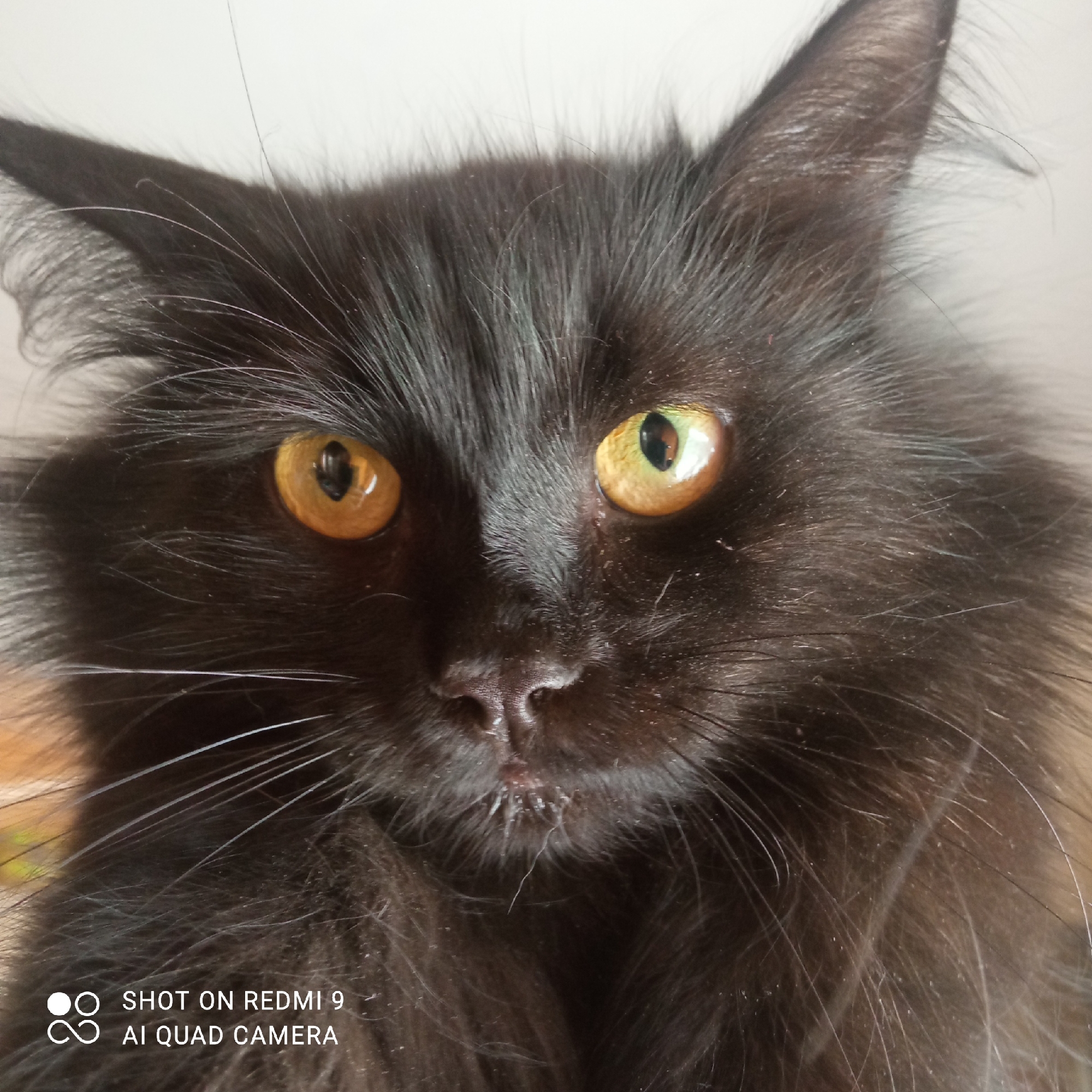A close-up of a black long-haired cat with yellow eyes. The cat is indoors. The location of the photograph is unknown and there is no information related to "Кемуль, Russia".