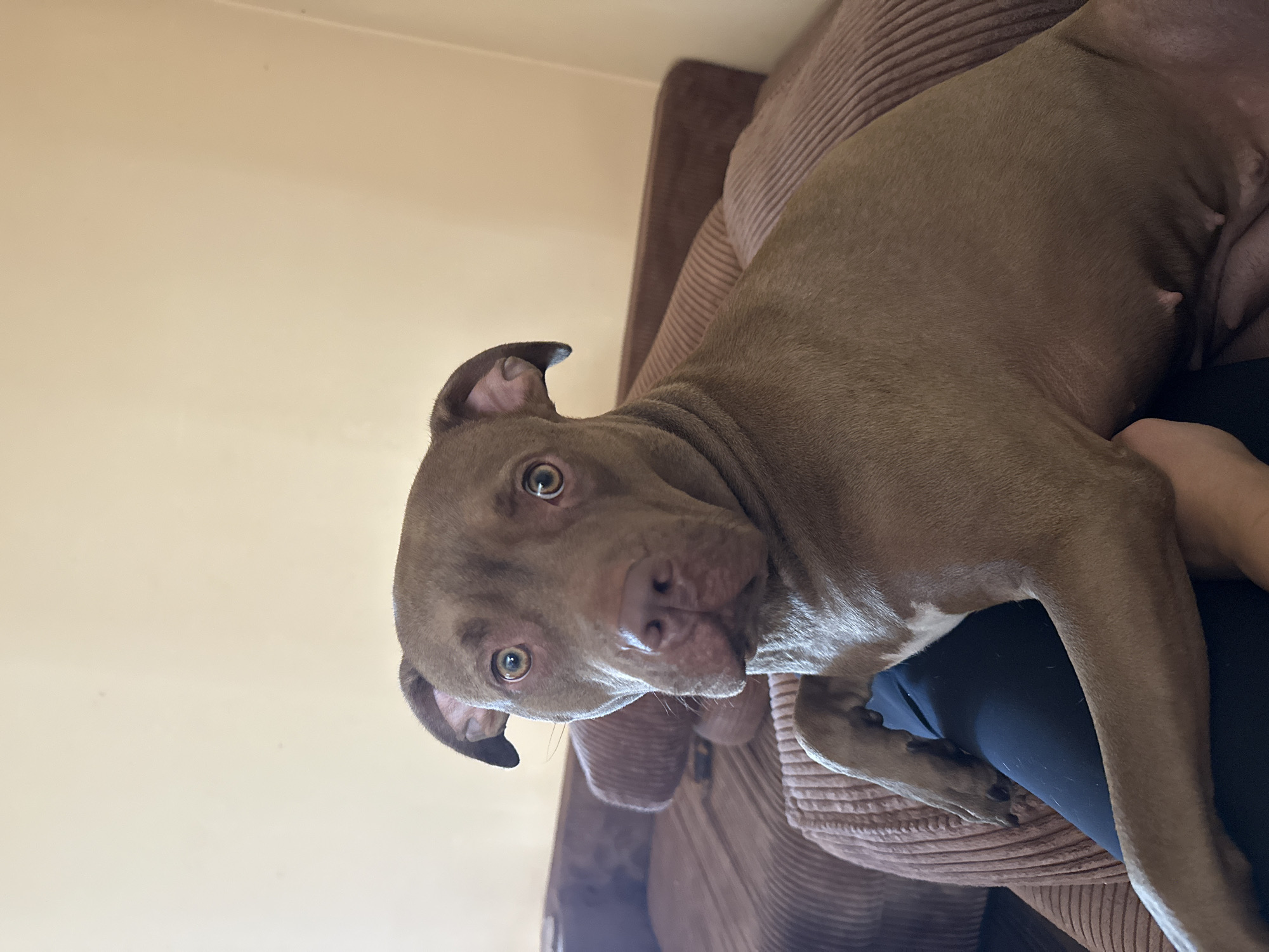 In the city of Malevo, Bulgaria, a brown pit bull dog is the subject of a close-up portrait, captured from a seated perspective. The dog is positioned on a plush brown couch, its gaze directed at the camera with wide, expressive eyes. A human leg, clad in dark leggings, is visible beneath the dog's front paws, indicating an intimate interaction. The background is a plain, pale yellow wall, suggesting an indoor setting. The overall scene is intimate and domestic, with the dog as the undisputed focal point.