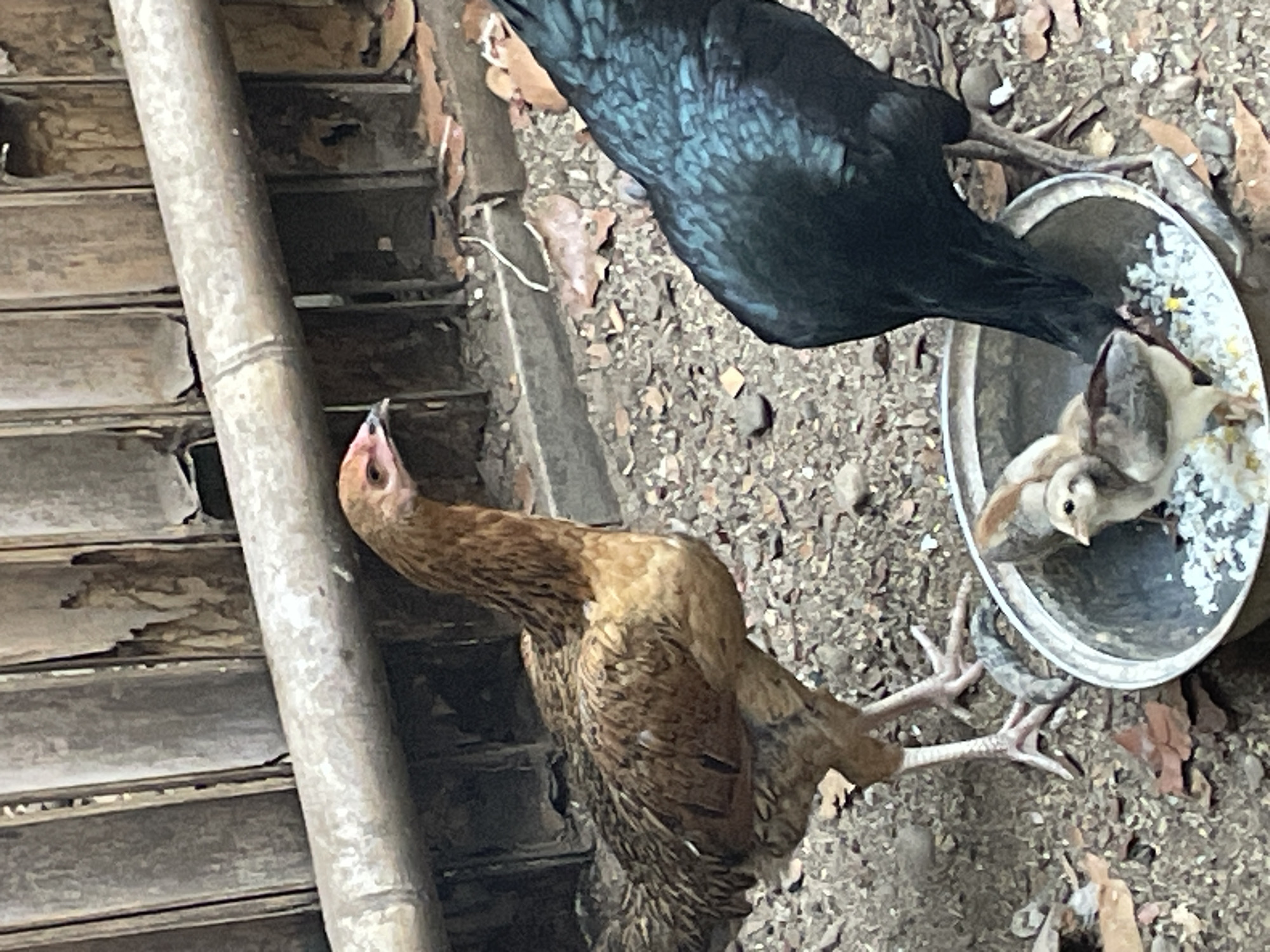 In Sucenjurutengah, Indonesia, three chickens are gathered around a metal bowl filled with white rice. A brown and white chicken stands to the left of the bowl, facing right, while a black chicken is positioned to the right, bending its head into the bowl to eat. A small, light brown chick is also visible inside the bowl, pecking at the rice. The ground is covered in gravel and fallen leaves, and a weathered bamboo fence serves as the backdrop.