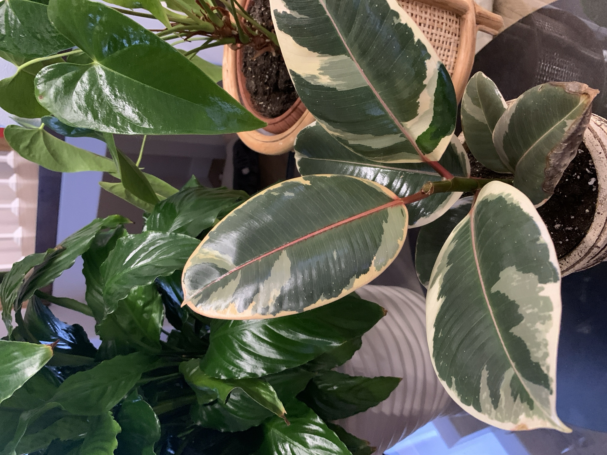 The image depicts an indoor setting with several houseplants. A variegated rubber plant (Ficus elastica 'Variegata') is prominent, with its characteristic broad leaves exhibiting a mix of green and cream coloration. Adjacent to it is a plant with large, glossy, heart-shaped green leaves, possibly an Anthurium. In the background, another plant is visible in a woven rattan pot. The environment suggests a well-lit interior, likely a home or office. There is no discernible information to confirm that the picture was taken in Kazan, Russia.