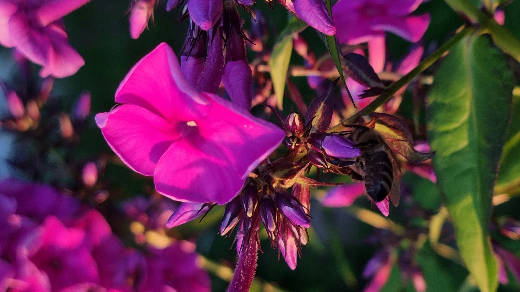 In the city of Vysokoe, Russia, a close-up, vertical, eye-level shot captures a bee actively foraging on a cluster of bright pink and purple phlox flowers. The bee, with visible stripes and fuzz, is positioned in the lower-left quadrant, its body angled downwards as it interacts with the flower's bloom. The foreground is dominated by the vibrant, multi-petaled flowers and their developing buds, showcasing shades of fuchsia, magenta, and deep violet. The lighting suggests it is either early morning or late afternoon, with warm sunlight illuminating the petals and casting soft shadows. The background is a blur of dark green foliage and out-of-focus pink floral elements, creating a shallow depth of field that emphasizes the bee and its immediate floral surroundings. The overall impression is one of natural beauty and the industrious activity of a pollinator.