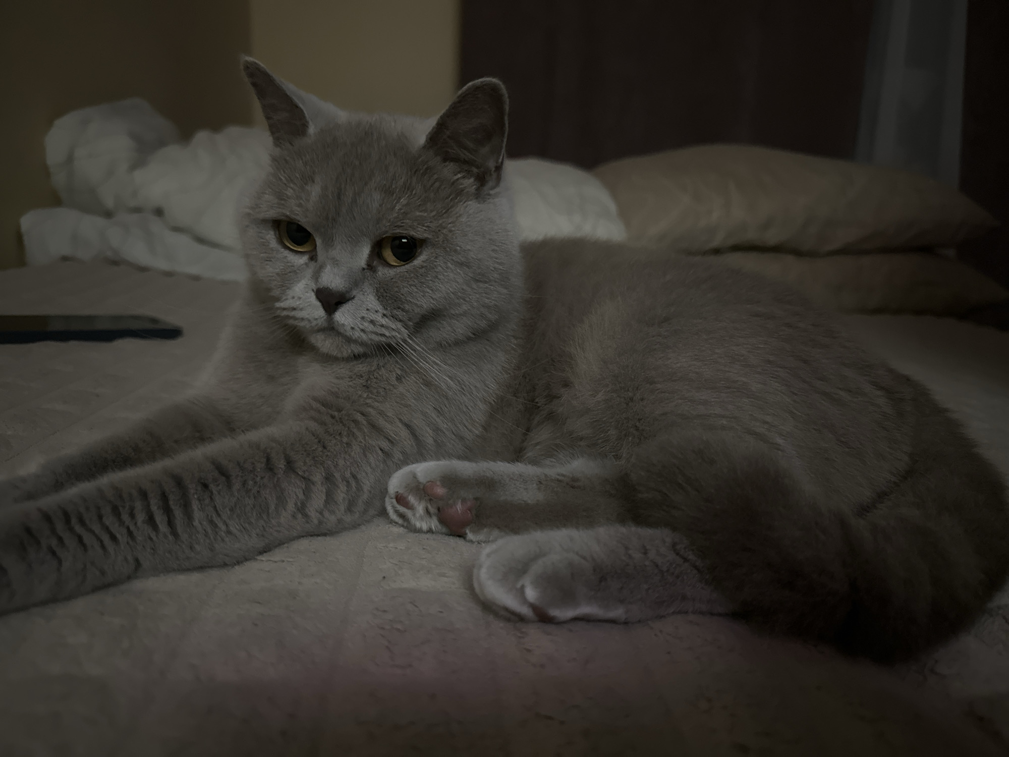 A plush, gray British Shorthair cat is the sole subject of this medium shot, lying on a textured surface that appears to be a bed. The cat is positioned in the center of the frame, facing slightly to the left, with its head turned towards the camera. Its large, round eyes are a piercing yellow-green, conveying a calm and somewhat observant expression. The cat's ears are erect, and its whiskers are prominent against its rounded face. Its front paws are extended forward, with one paw slightly raised to reveal pink toe beans. The other paws are tucked beneath its body.
The background is softly blurred, suggesting an indoor setting, possibly a bedroom. Behind the cat, several pillows are visible, one a pale off-white and another a beige or light brown, adding to the cozy, domestic atmosphere. The lighting is dim, with shadows cast across the scene, indicating it is likely nighttime or a dimly lit room. The overall mood is tranquil and serene, with the cat appearing relaxed and comfortable in its surroundings. There is no visible text in the image. The location context of Ternopil, Ukraine, does not provide any specific visual cues within the image itself.