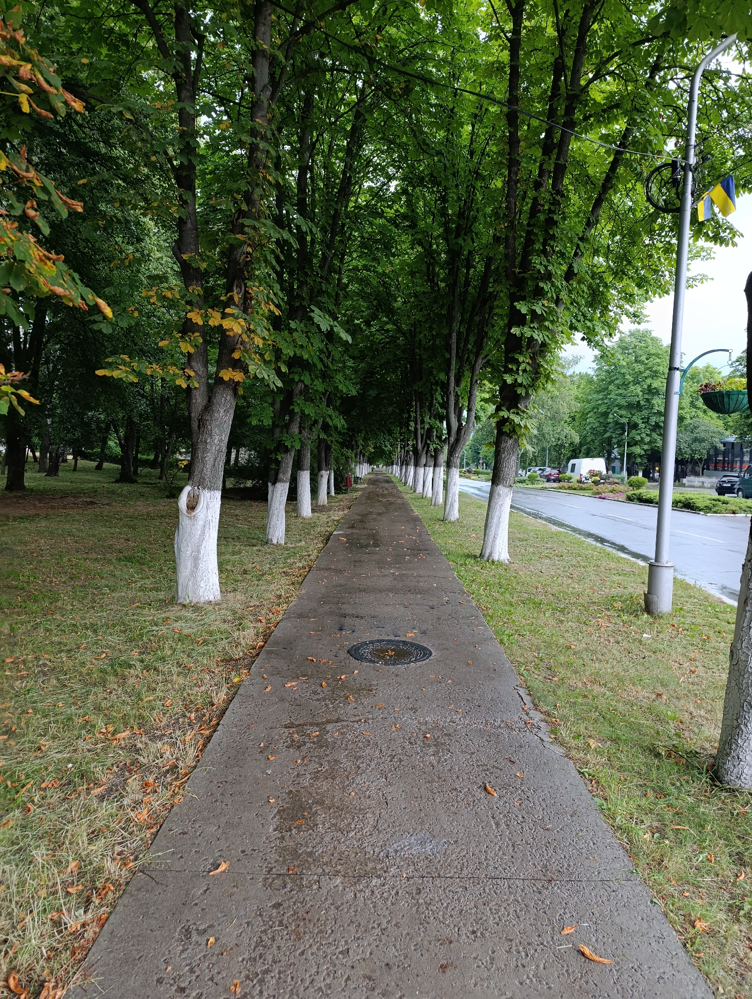 The image depicts a pathway lined with trees in the city of Ladyzhyn, Ukraine. The pathway is paved with concrete and appears wet, with scattered fallen leaves. On the left side of the pathway, there is a grassy area with more fallen leaves and several trees. The trees have white-painted bases. On the right side of the pathway, there is a street with a few vehicles visible, including a white van. A lamppost with two Ukrainian flags attached stands by the street. The scene appears to be outdoors, possibly in a park or along a city street, with lush green trees and a paved walkway. The weather appears to be overcast or recently rained.