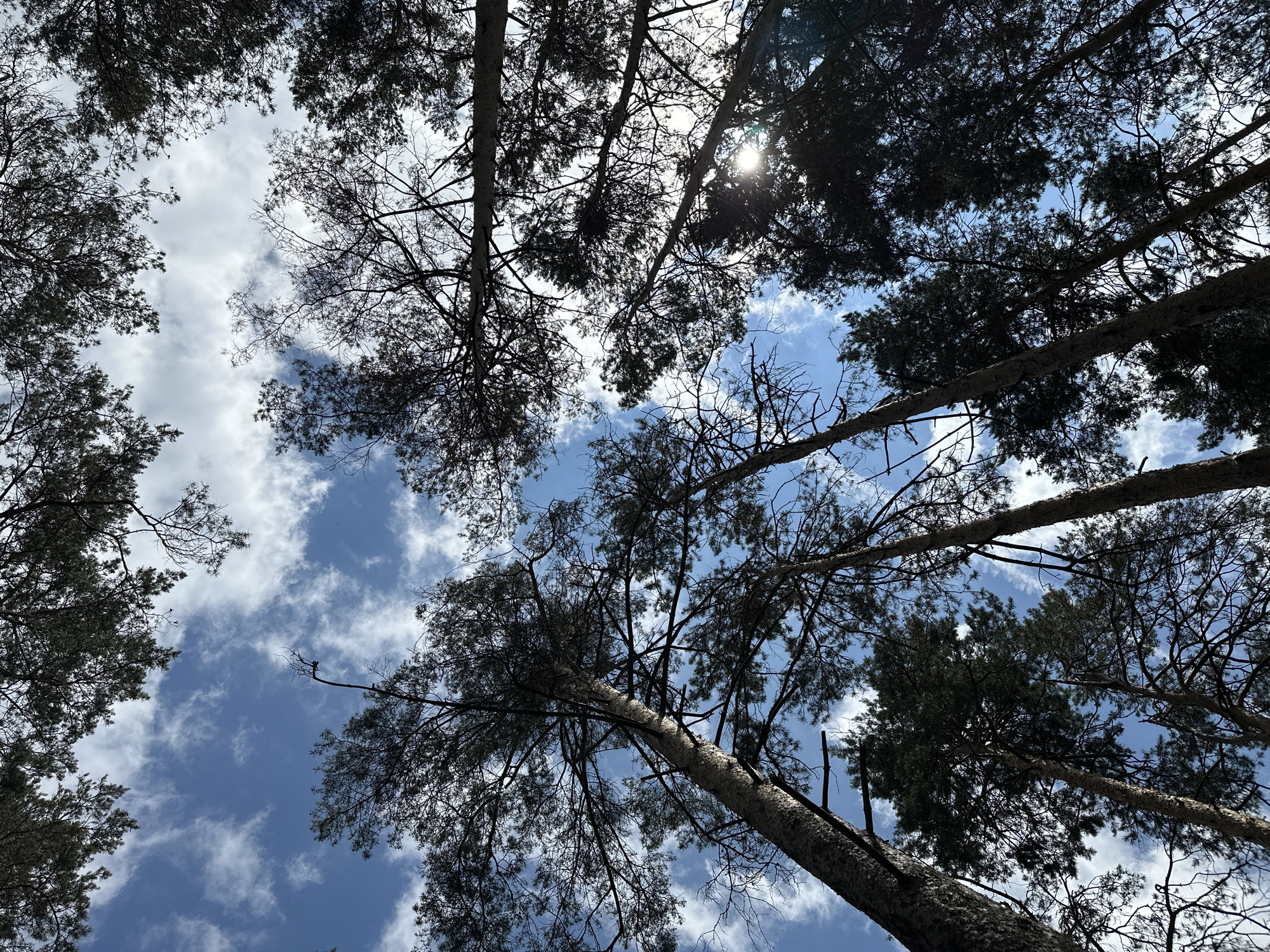 A low-angle shot looks up through a canopy of tall pine trees towards a blue sky filled with scattered white clouds. The sun is visible through the branches, creating a lens flare. The scene appears to be a forest or park area in Yekaterinburg, Russia, likely in a natural setting with mature trees. No people or other distinguishing elements are present in the image.