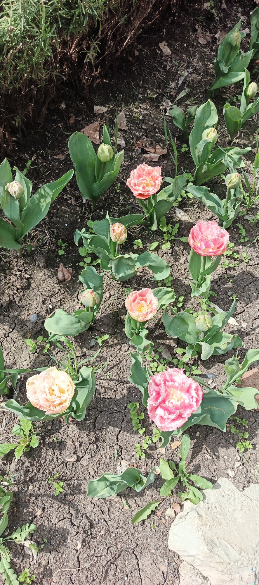 The image shows a close-up of a flowerbed with several pink and peach-colored tulips in various stages of bloom. Some are fully open, while others are still in bud. The tulips are surrounded by green leaves and small weeds growing in the cracked soil. In the upper left corner, there is a dark, undefined mass of vegetation. The scene appears to be outdoors, likely in a garden or park, as the soil is visible and there is natural light. Given the prompt's request for the location, one can assume the photo was taken in Tbilisi, Georgia, though this detail is not visually verifiable in the picture. No people, specific objects (beyond the flowers), or actions are visible in the image.