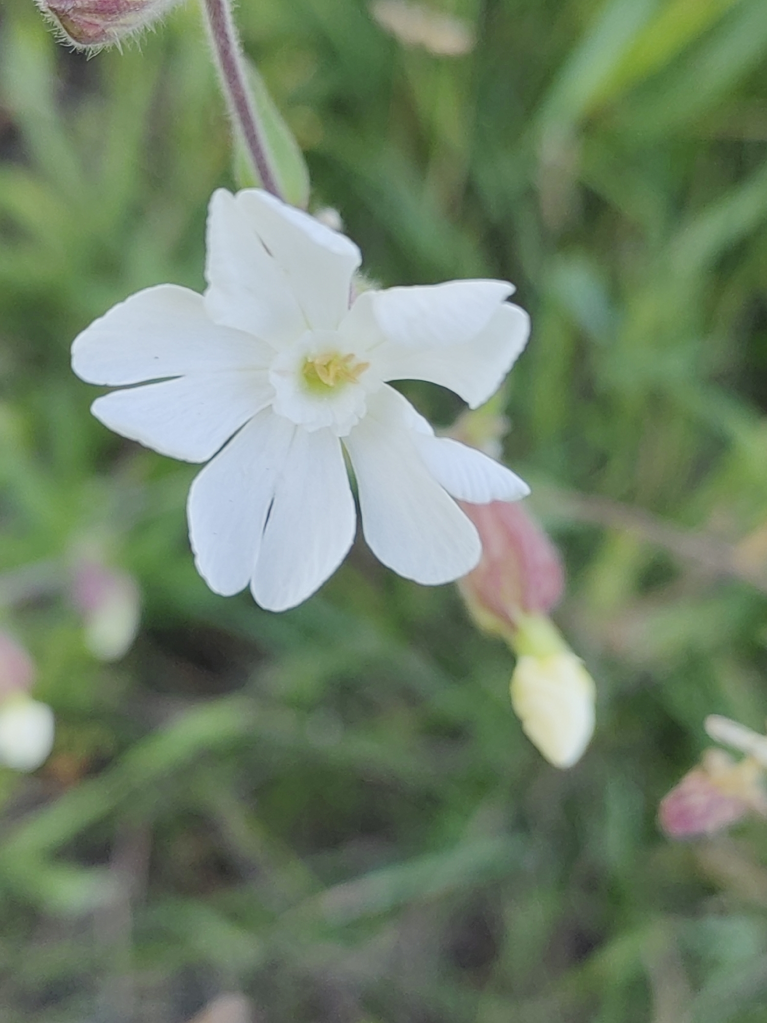 A close-up, slightly blurred shot of a white flower with five petals is the main subject. The flower has a yellow center. In the background, green grass and some pink and yellow flower buds are visible. The image appears to be taken outdoors in a natural setting, possibly in Hrodna, Belarus, although no specific landmarks are identifiable to confirm the location within the city. No people are present in the image.