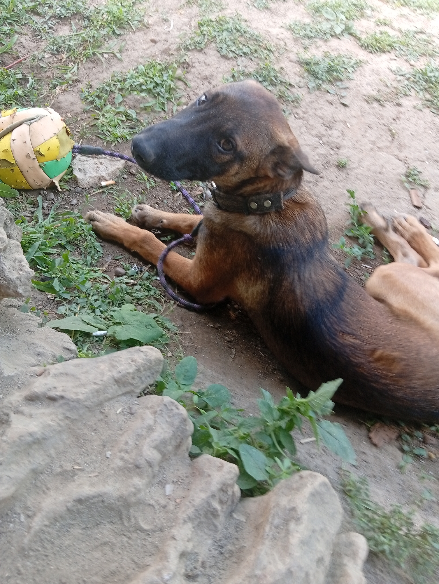 A medium-sized dog with brown and black fur is lying on the ground next to a dilapidated ball and a rough, grey rock formation. The dog is wearing a dark collar with two studs. The ground is covered with dirt, sparse green grass, and some leaves. In the background, the ground appears sandy with more patches of grass. The scene is outdoors and suggests an informal, possibly rural or backyard setting. There are no people visible in the image. The composition is a close-up shot, with the dog's head and front paws in focus, while the background is slightly blurred.