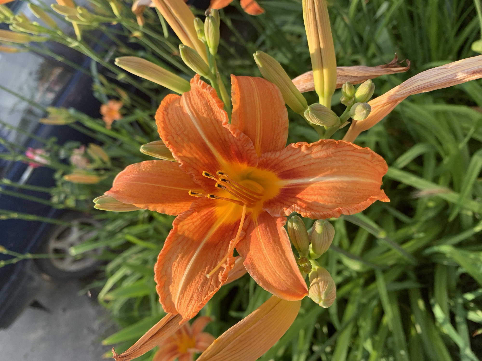 A close-up, eye-level, outdoor shot captures a vibrant orange daylily in full bloom, its delicate petals unfurling under bright sunlight. The flower's center features prominent yellow stamens tipped with dark pollen. Surrounding the bloom, numerous green lily buds and stems create a lush backdrop, some showing a yellowish hue. In the blurred background, the dark blue of a vehicle is visible, with its tire and wheel also slightly out of focus. The overall scene suggests a sunny day in a garden setting, possibly a residential area or park, in an unspecified urban location.