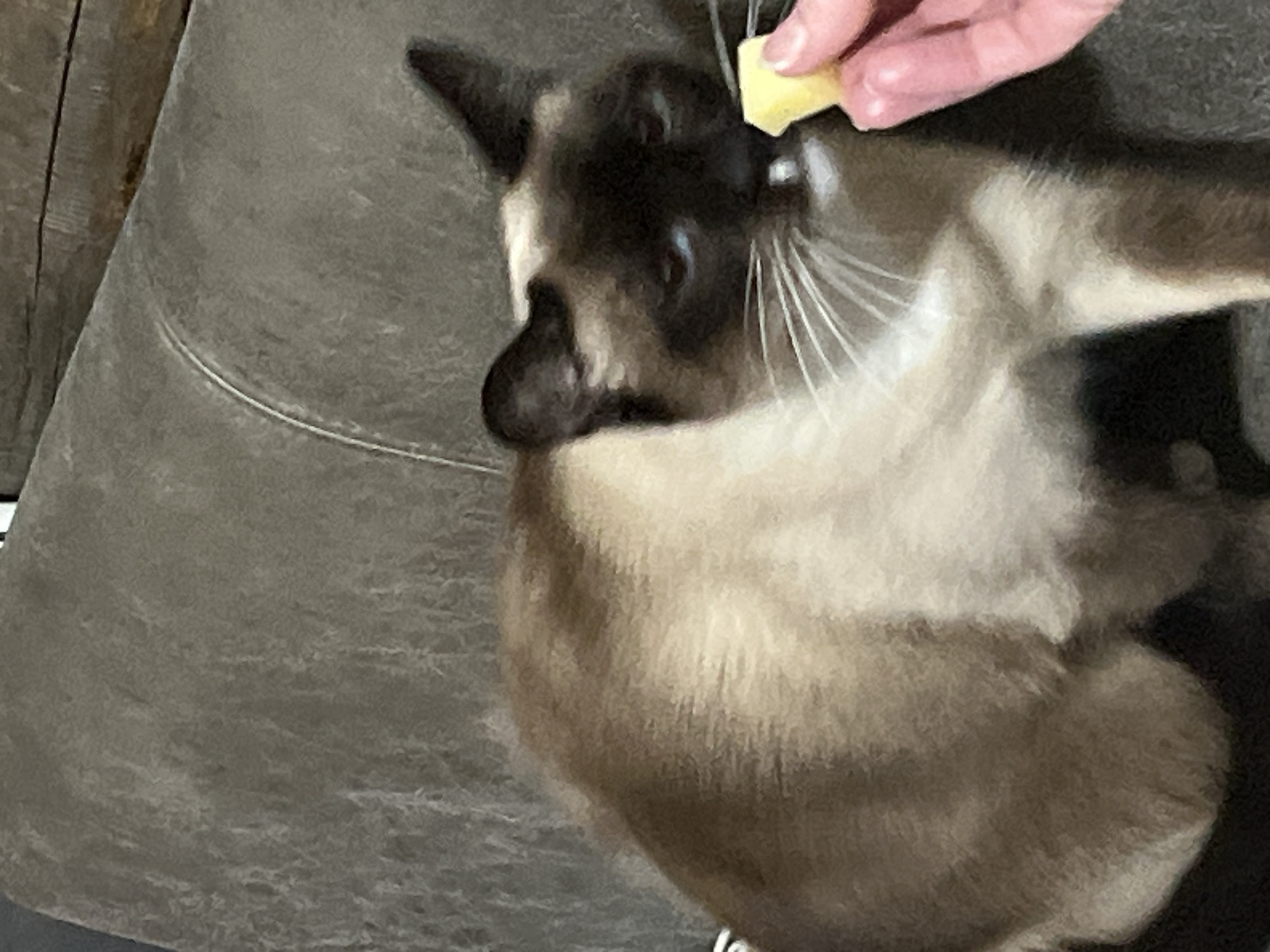The image presents a close-up, slightly blurry view of a Siamese-type cat interacting with a human hand. The cat, prominent in the center and lower right, exhibits distinctive dark brown markings on its face, ears, and paws, contrasting with its lighter, cream-colored body fur. Its whiskers are clearly visible, fanning out from its muzzle. The cat's head is turned upwards, eyes focused on an object held above it.
A human hand, with visible skin tones and fingernails, is positioned in the upper right of the frame. It holds a small, irregular piece of bright yellow food, which appears to be a soft treat or cheese, between the thumb and forefinger. This action suggests the person is offering the treat to the cat.
The background is an indistinct, textured surface in shades of grey and brown, possibly a couch, blanket, or clothing, indicating an indoor, domestic setting. The image conveys a moment of connection and care between the human and the cat, with the cat appearing focused and engaged in receiving the treat. There are no specific cues for time of day or weather, nor any visible text. The image quality is somewhat soft, lacking crisp detail. The context provided places this scene in Izhevsk, Russia.