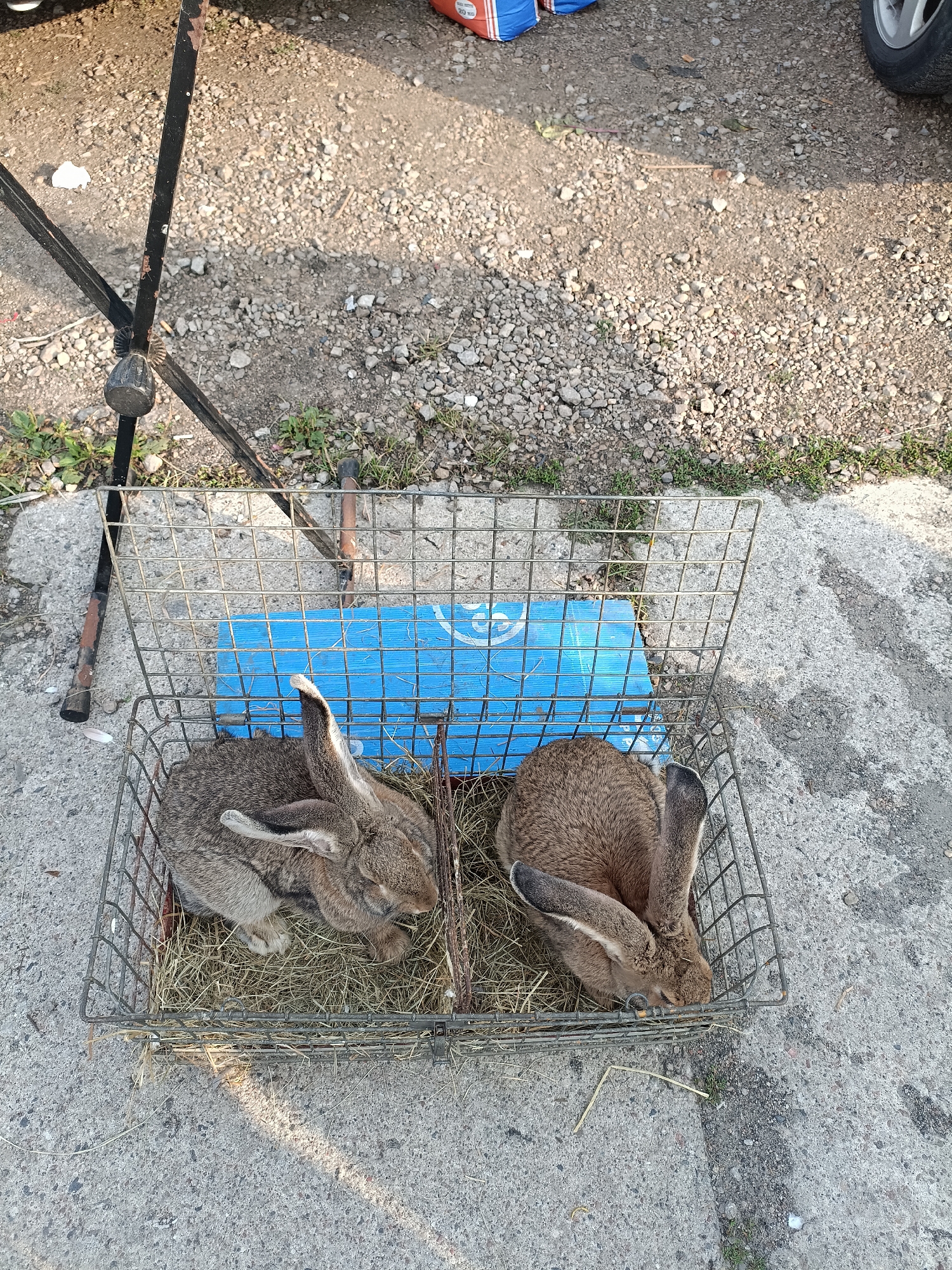 Two rabbits are in a wire cage, resting on a bed of hay. The cage is placed on a concrete surface. Behind the cage, a blue plastic object is visible. To the left of the cage, a metal stand with black legs is positioned, and some gravel and sparse vegetation are scattered on the ground. In the upper portion of the image, more gravel and a portion of a tire from a vehicle are visible. The scene appears to be outdoors, possibly in a yard or an open area, with the lighting suggesting it is daytime.