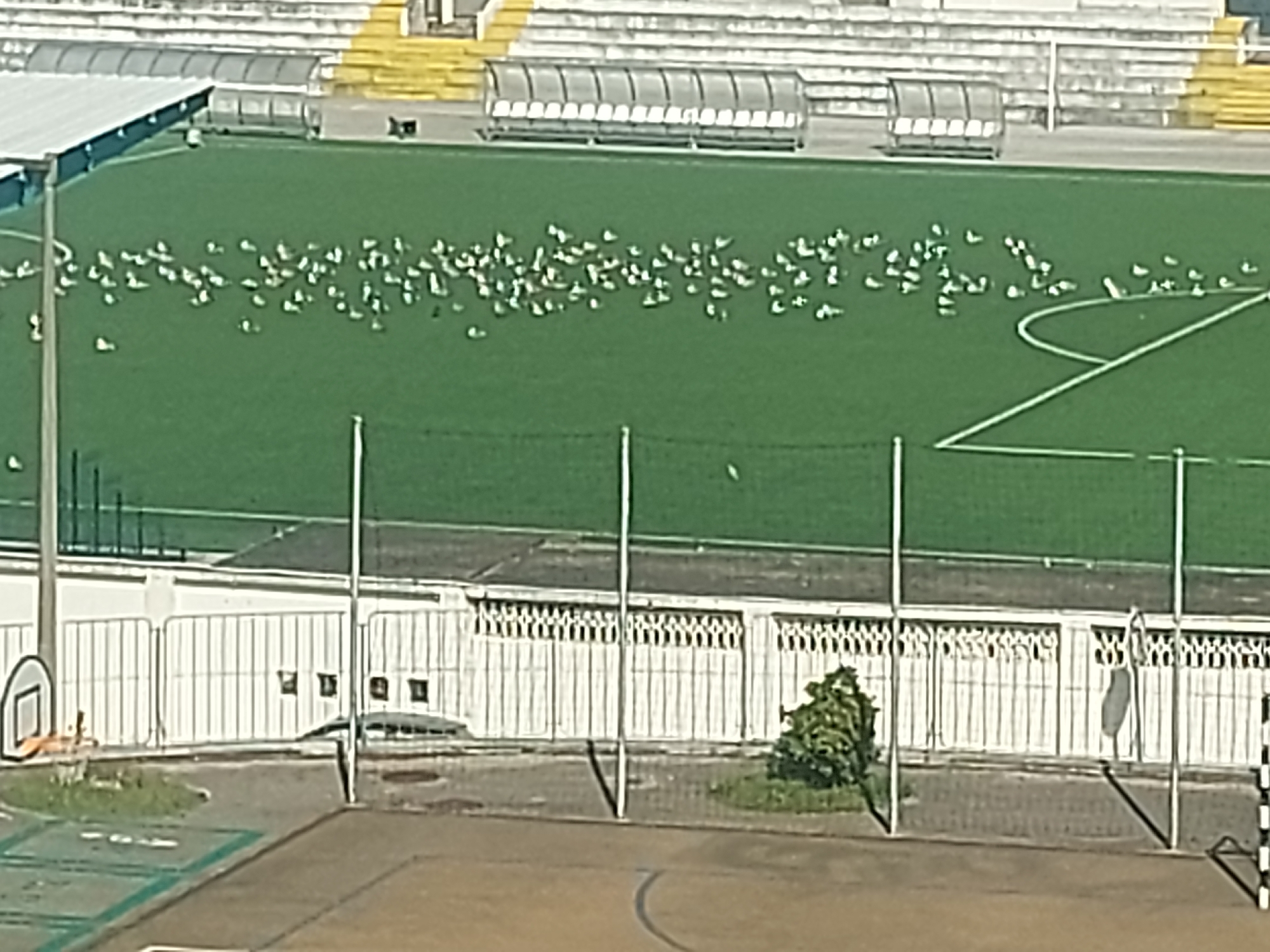 The image shows a soccer field in Figueira da Foz, Portugal. There are a large number of white birds scattered across the green field. In the foreground, there is a basketball court with a hoop and a white building with a fence. There are also soccer goal posts visible. The stands of the stadium are visible in the background, with sections of yellow and white seating.