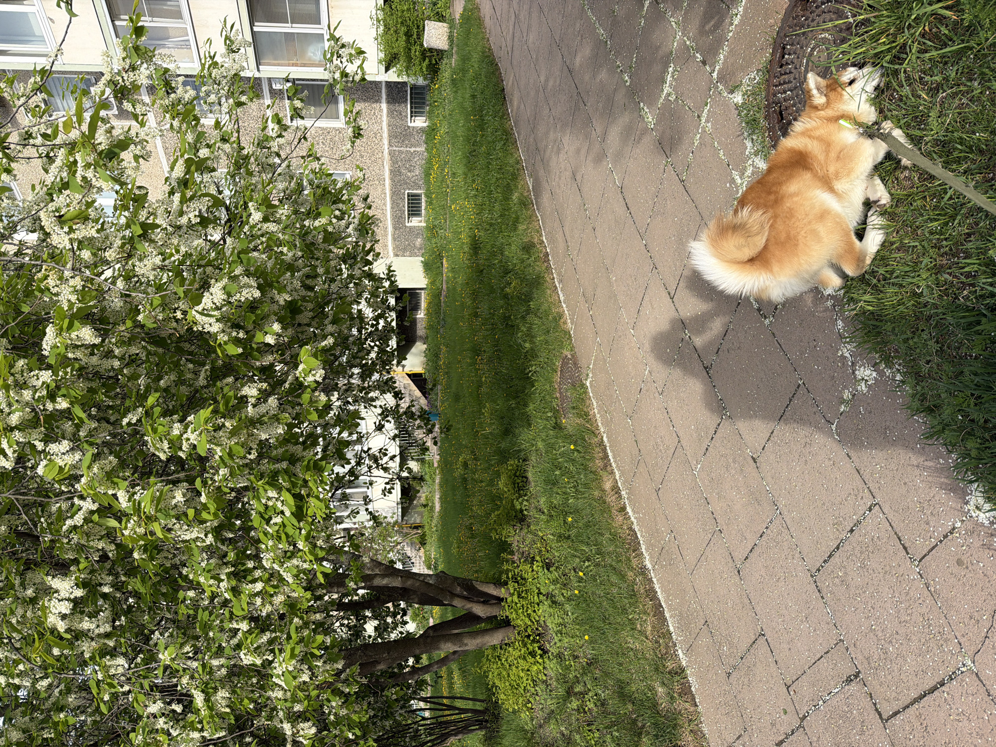 A medium-distance, angled outdoor shot depicts a light brown and white Shiba Inu dog lying on its stomach in the grass. The dog is on a leash, which is partially visible. The dog is positioned near a manhole cover. A brick-paved pathway runs adjacent to the grass where the dog is lying. The pavement has scattered white petals on it. To the left is a large tree with abundant white blossoms. In the background, there is a multi-story building with windows. The location is likely in Chaikovsky, Russia, based on the style of the building and the overall environment. The scene suggests a residential or park area during spring.