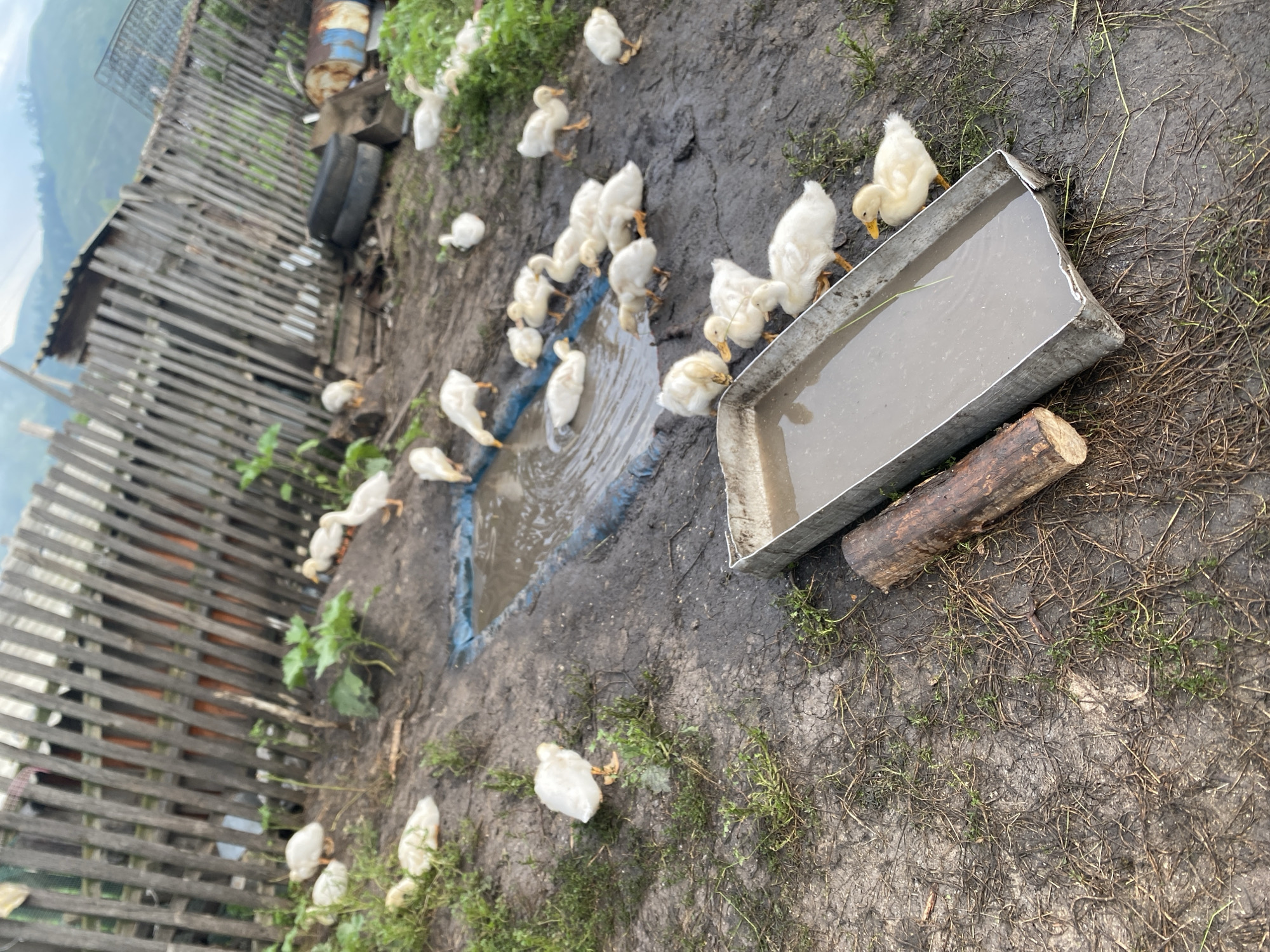 In Maloarslangulovo, Russia, a flock of young white ducks gathers around a muddy puddle and a metal trough filled with water. The ducks, varying in size, are scattered across the wet, muddy ground, with some drinking from the trough and others wading in the puddle. The scene is set in an outdoor area with a weathered wooden fence in the background, suggesting a rural or farm-like setting. Green foliage and sparse vegetation are visible around the ducks and the muddy ground. In the background, beyond the fence, a glimpse of rolling hills and a cloudy sky can be seen, hinting at the natural landscape of the region. A rough wooden log lies next to the trough, adding to the rustic atmosphere. The overall environment is damp and earthy, characteristic of an outdoor farmyard.