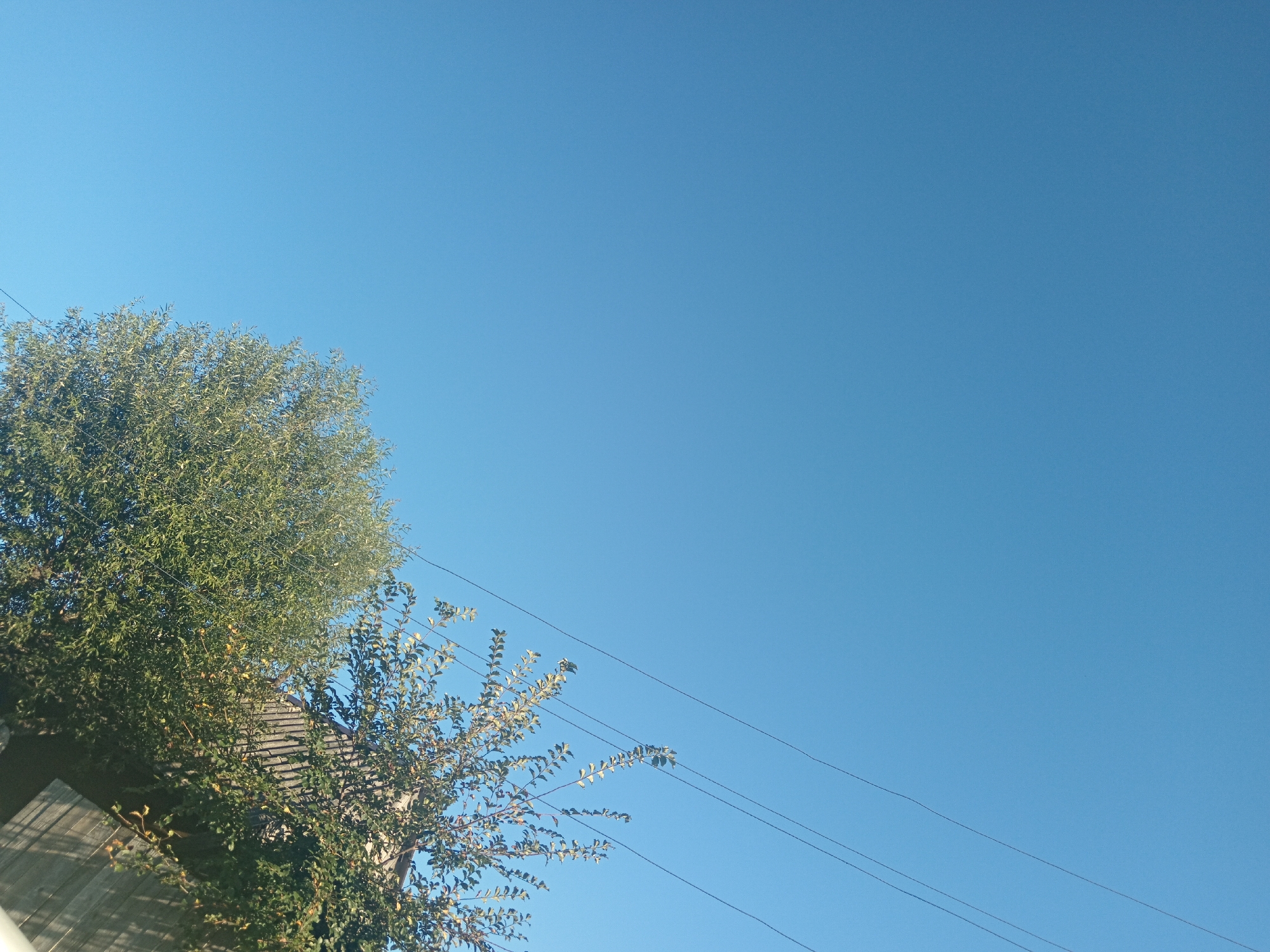 A clear, bright blue sky dominates the upper right portion of the image. In the lower left quadrant, the branches and leaves of a lush green tree are visible, partially obscuring a section of a roof with grey shingles. A wooden fence or structure is also partially visible at the bottom left. Several thin, dark power lines stretch diagonally across the frame from the upper left to the lower right, cutting through the expanse of the sky and the foliage of the tree. The scene appears to be outdoors, possibly in a residential area of Novopokrovka, Russia, under fair weather conditions. No people are present in the image.