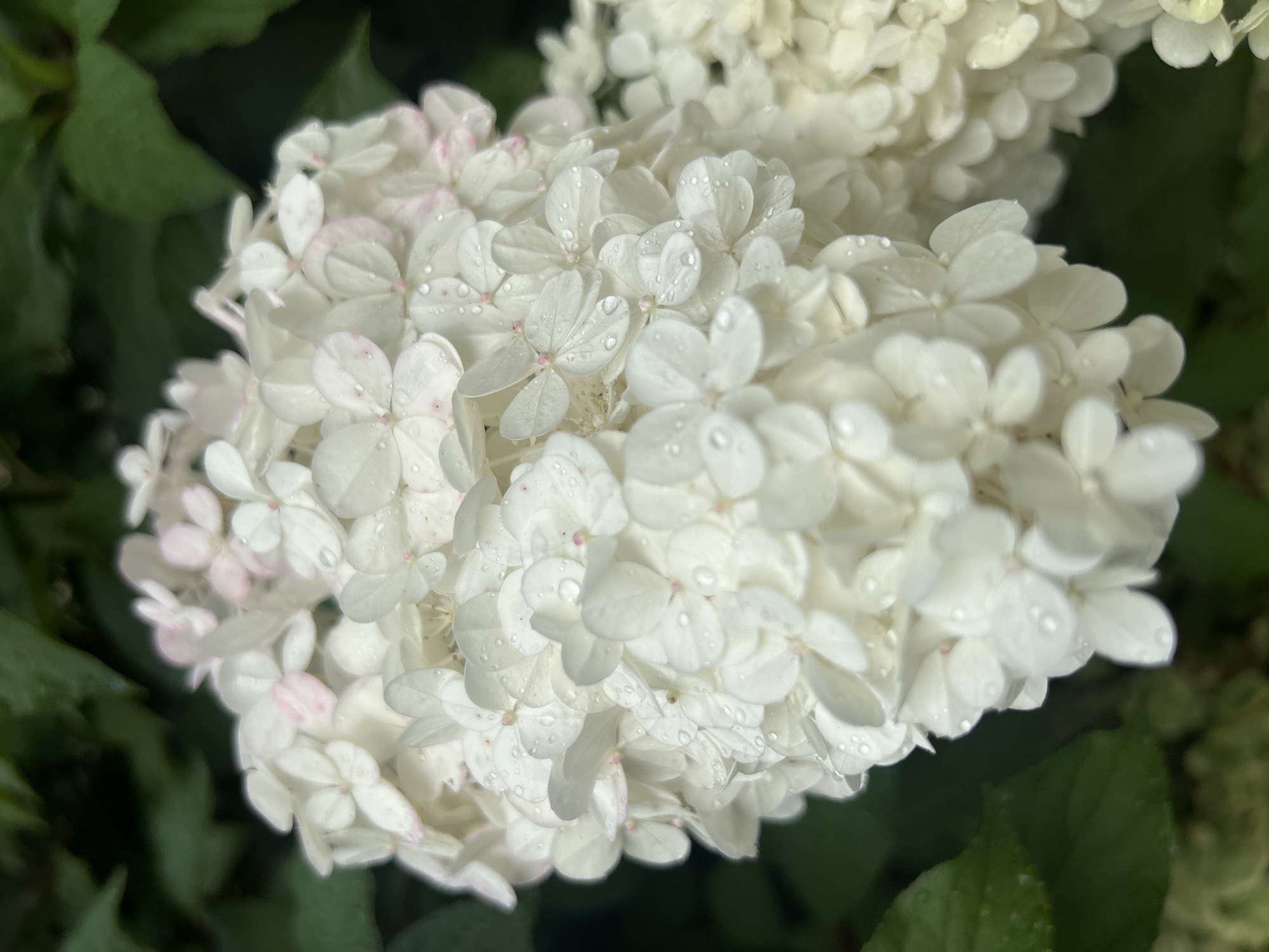 A close-up, vertical shot showcases a cluster of white hydrangea flowers adorned with water droplets, suggesting recent rain. The flowers are densely packed, with some exhibiting a faint pink blush at the edges of their petals. In the background, dark green foliage provides a contrasting backdrop. The lighting is soft and diffused, with the focus sharp on the central portion of the flower cluster. The image appears to be taken outdoors in a natural setting, possibly a garden or park, with no discernible human presence or man-made structures. The location of this scene within the city of Vilnius, Lithuania, cannot be determined from the provided image alone.