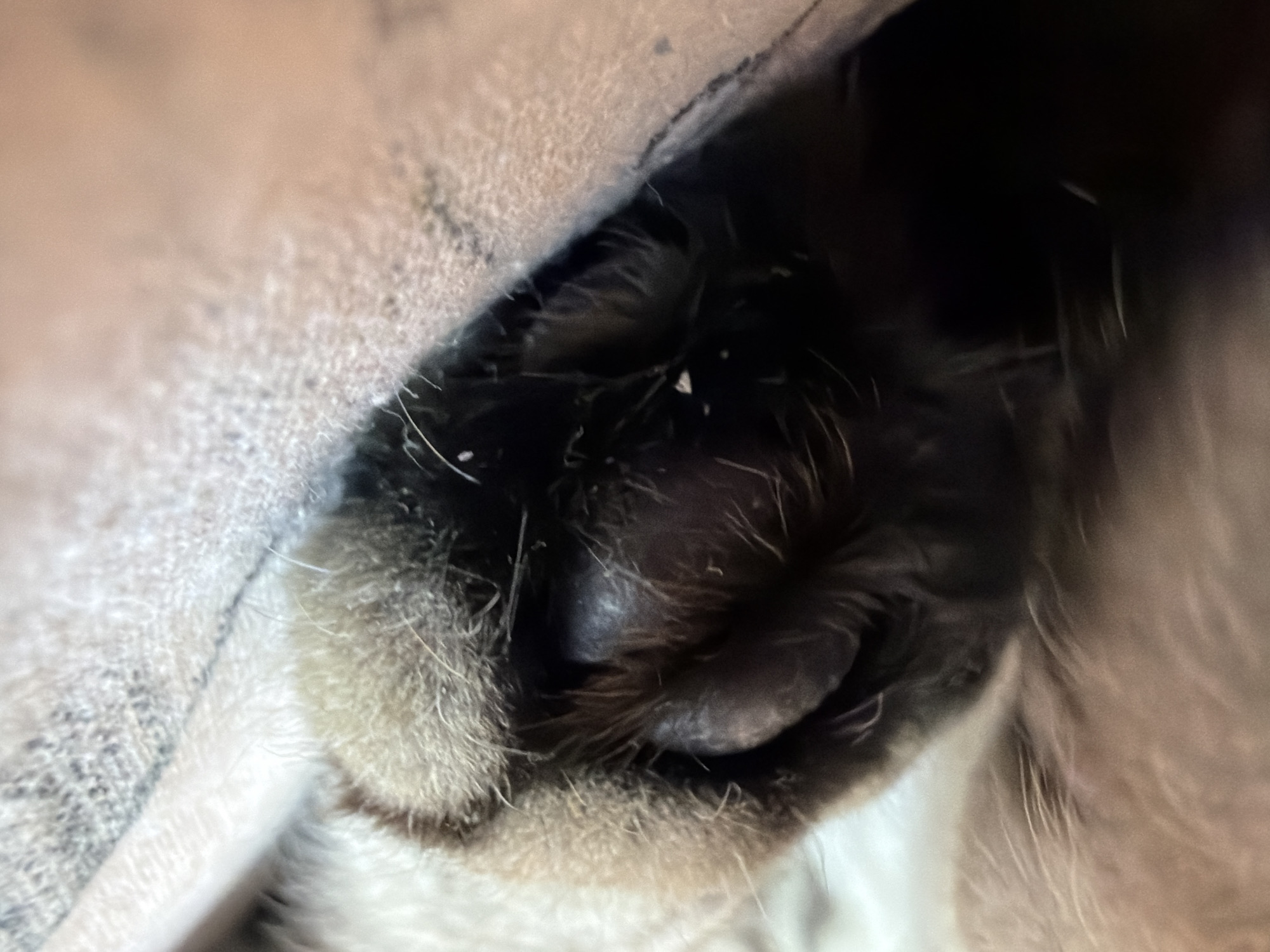 A close-up image shows a cat's paw with visible black paw pads and light-colored fur on the paw. The paw is partially concealed by a textured, neutral-colored fabric, potentially a blanket or clothing. The image is tightly cropped, with a dark, out-of-focus area in the background. The overall environment is unclear, and there is no information to connect it to the city of Chaikovsky, Russia.