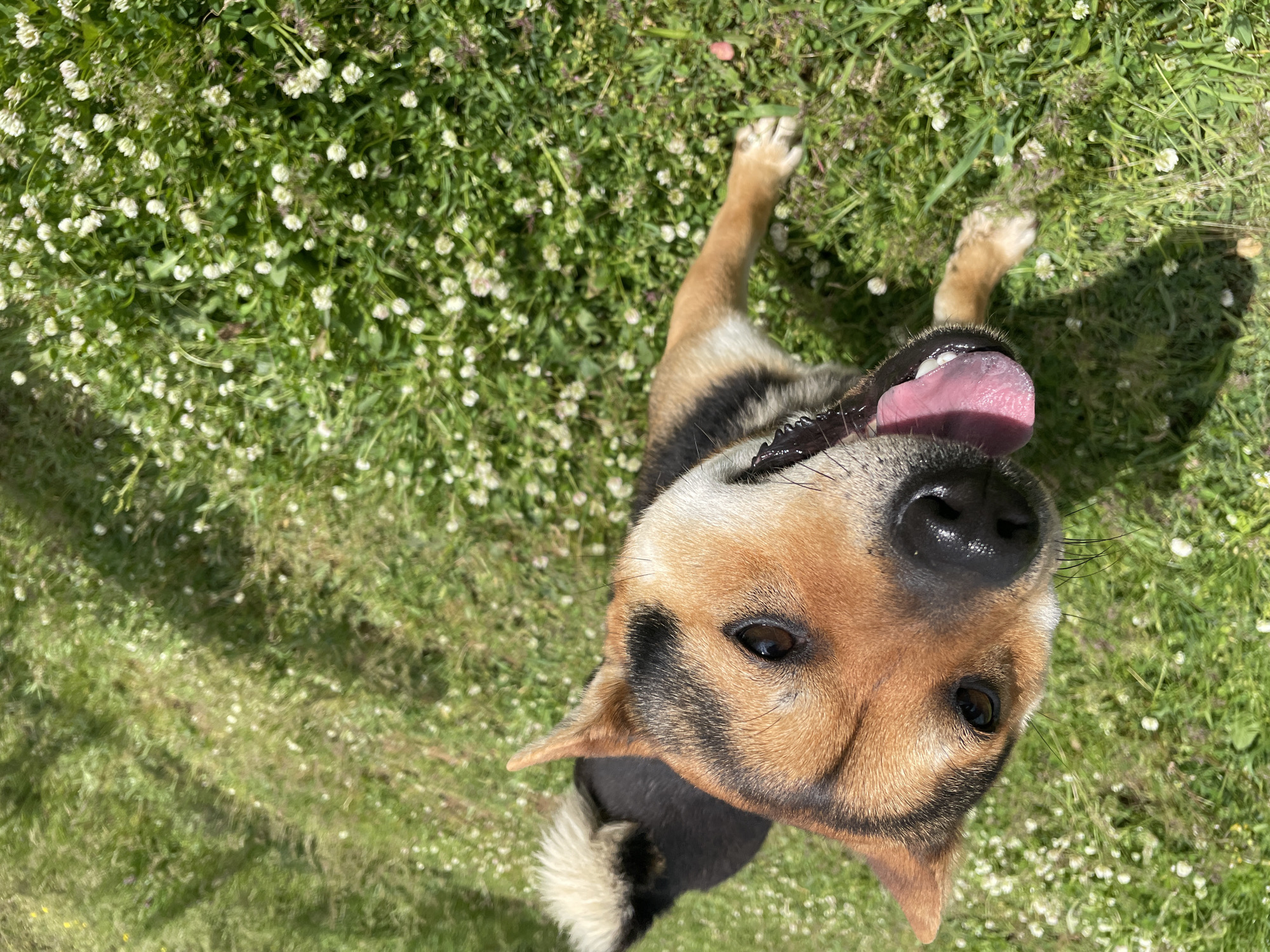 A close-up, high-angle shot depicts a medium-sized dog with brown, black, and tan fur, panting with its tongue extended. The dog is situated in a grassy area covered with small white flowers, possibly clover. The environment appears to be outdoors, illuminated by natural sunlight, casting shadows on the grass. The location is not identifiable as the city of Zlatograd, Bulgaria based on the image.