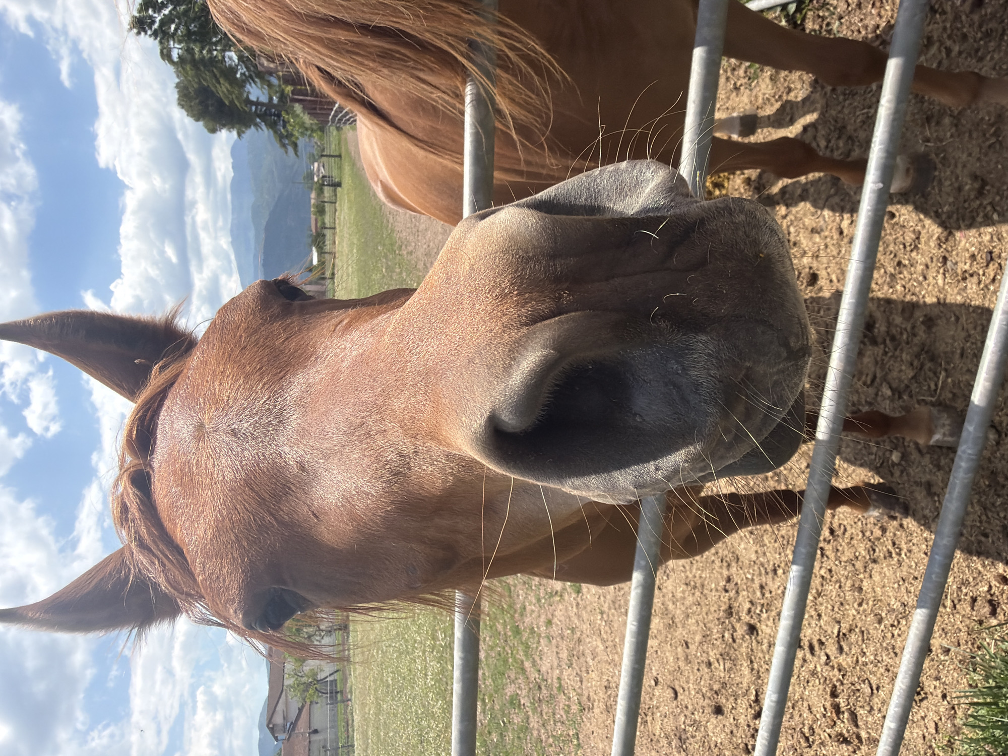 A close-up, low-angle shot depicts the head and muzzle of a chestnut-colored horse peering through a metal fence. The horse is the primary subject, with its nose and whiskers prominently visible. The background includes a grassy field, a mountain range under a partly cloudy sky, and buildings. The location is inferred to be Sala Consilina, Italy, based on the prompt.