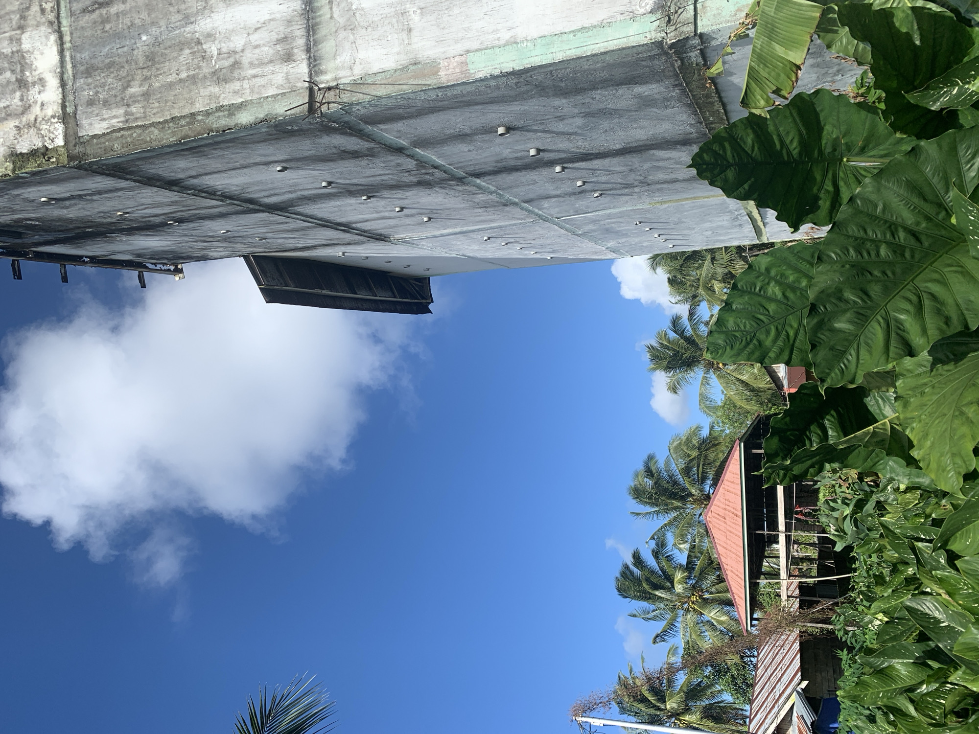 An exterior, low-angle, eye-level, full shot captures a bright, sunny day in Kuala Pembuang, Indonesia. The composition is split between a weathered, gray concrete building occupying the right side of the frame and a vibrant green foreground of large tropical leaves, palm trees, and a red-roofed structure. The sky is a vivid blue, dotted with a few fluffy white clouds.
The building on the right is tall and appears to be under construction or in disrepair, with visible concrete panels, lines of small circular indentations, and some exposed metal supports at the top. A dark awning juts out from the upper portion of the building.
In the middle ground, a cluster of palm trees with visible coconuts sways gently. To the left of the building, a small structure with a bright red, corrugated metal roof is visible, partially obscured by vegetation. The foreground is dominated by several large, lush green leaves, likely from an elephant ear plant or similar tropical foliage, casting shadows on the ground. The overall impression is one of a tropical environment with a stark, utilitarian building contrasting with the abundant natural elements. No people or animals are present in the image.