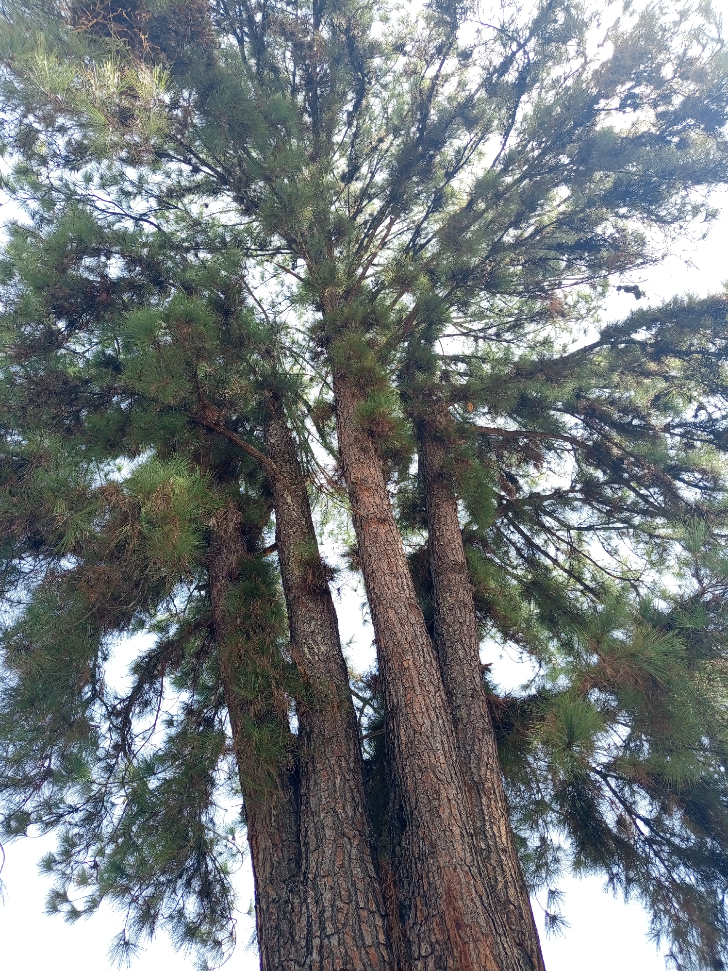 A low-angle shot shows a cluster of three tall pine trees in Tinaquillo, Venezuela. The trees' thick, textured bark is a dark brown color. Green needles extend outwards, reaching towards the bright sky. The background is a clear, pale sky.