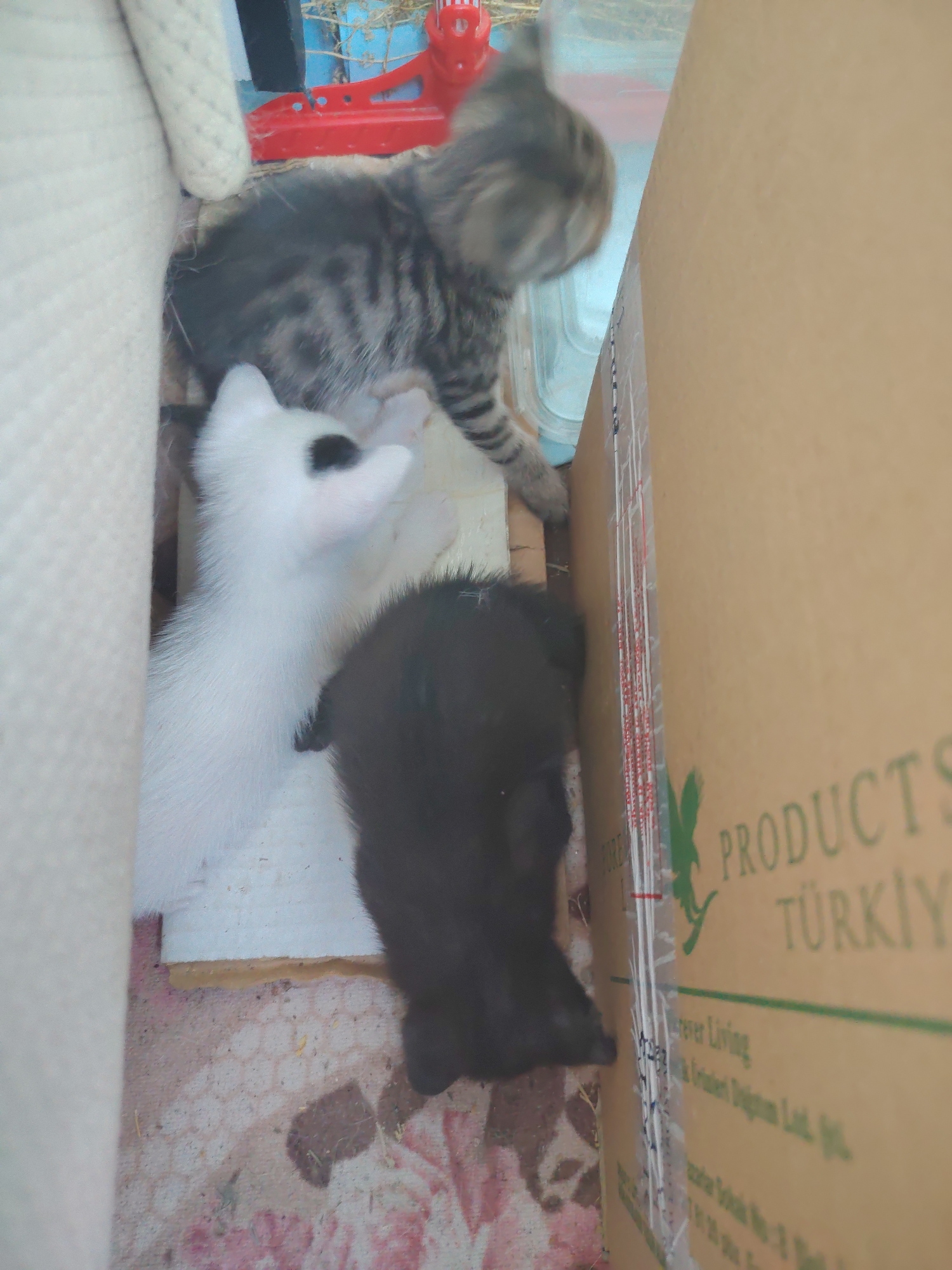 Three kittens are visible in an indoor environment, possibly a room in Konyaaltı, Turkey, near a cardboard box. A tabby kitten is in the upper portion of the image, appearing to be in motion. To its left and slightly below, a white kitten with a black spot on its nose is looking upwards. In the lower right, a black kitten is lying down. The background includes a red object, possibly a toy, and a clear plastic container. The floor appears to be covered with a patterned rug or fabric, with some dirt and debris visible. A large cardboard box with text and a logo is positioned to the right of the kittens. The lighting suggests it is daytime.