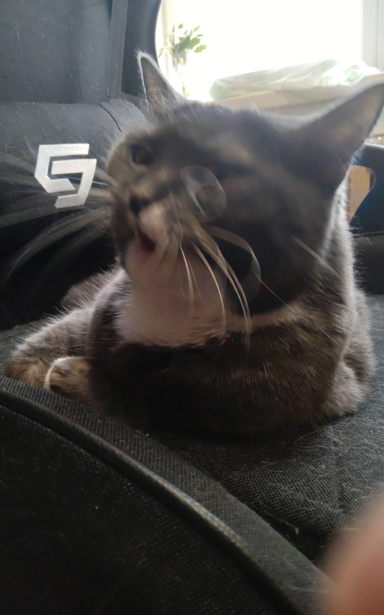 A grey and white domestic cat is captured in motion, its eyes blurred as it appears to be mid-yawn or vocalization. The cat is seated on a dark, textured surface, likely upholstery, with its front paws visible. A white logo, resembling a stylized "G" or "S," is imprinted on a dark fabric behind the cat. The background is out of focus, showing a blurred window with natural light and hints of greenery, suggesting an indoor setting. The image appears to be a candid shot, likely taken within a residential environment. The specific location in Zheleznogorsk-Ilimsky, Russia, cannot be determined from the visual information provided in the image.