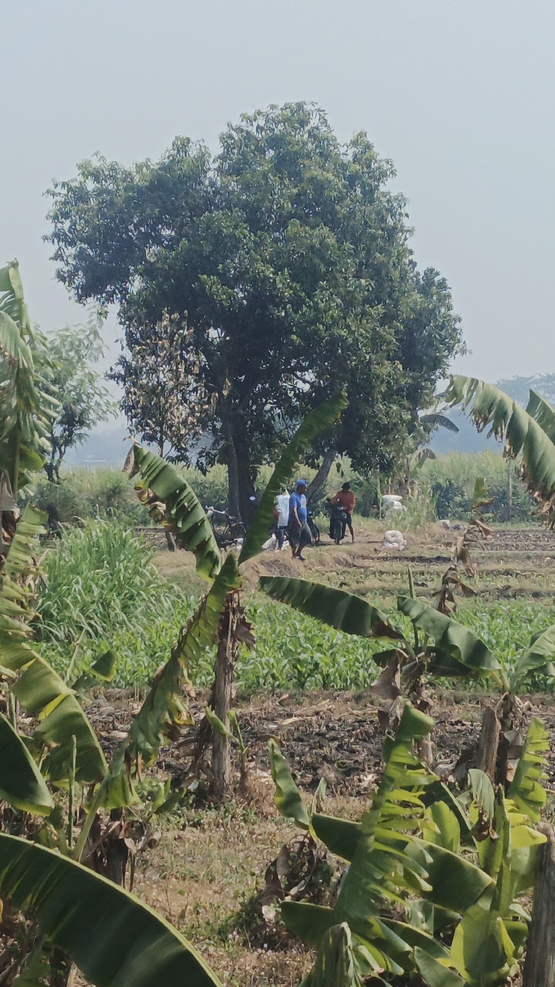 The image depicts an outdoor scene in Randugenengan, Indonesia, featuring a rural landscape with agricultural fields. In the foreground, large green banana leaves dominate the lower portion of the frame. Behind them, a field of green crops, possibly corn, is visible, with rows of dry, dark soil between them. Further in the background, several individuals are gathered near a large tree. Two people are standing near a motorcycle, one wearing a blue shirt and the other an orange shirt. Another person is seen near a bicycle, and a fourth individual is present further back. A tall, leafy tree stands prominently in the mid-ground, casting shadows. Beyond the tree, more vegetation and a hazy sky are visible. The overall impression is of a working agricultural area.