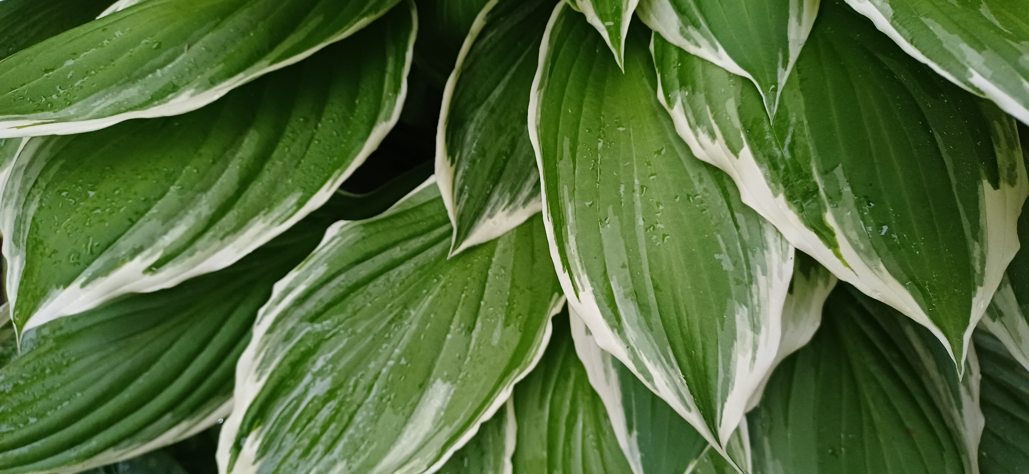 The image shows a close-up view of Hosta leaves with white edges. Water droplets are visible on the leaves, giving them a glossy appearance. The leaves are a vibrant green color, and the white edges add a striking contrast. The location is unknown.
