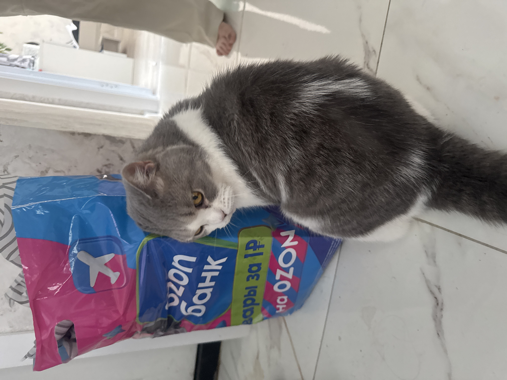 A grey and white domestic cat with bright yellow eyes is depicted resting its head on a plastic shopping bag, likely indoors in Chaikovsky, Russia. The cat's fur is a mix of dark grey and white patches, particularly noticeable on its head and flanks. It appears calm and relaxed, settled on a light-colored, possibly marble-patterned, tiled floor.
The plastic bag, which serves as a cushion for the cat, is brightly colored in blue and pink. It features prominent Russian text and an airplane logo. Clearly visible phrases on the bag include "ozon банк" (Ozon Bank), "товары за 1₽" (goods for 1 ruble), and "на OZON" (on Ozon), indicating the bag is from the Russian e-commerce platform Ozon.
In the blurred background, hints of a domestic setting are visible, including what appears to be a light-colored window sill or furniture, and a person's foot, suggesting the presence of an individual in the room. The overall lighting is bright, indicative of daytime. The scene captures a moment of domestic comfort, with the cat seemingly content with its chosen resting spot.