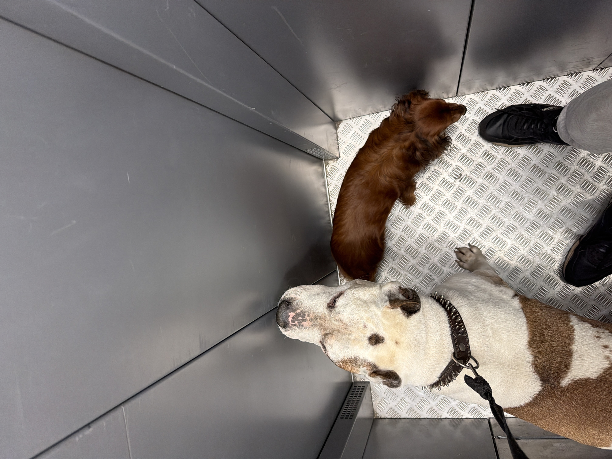 A top-down shot shows two dogs and two feet in a confined space with diamond-patterned metal flooring. A small, long-haired dachshund is in the upper-right of the frame, near one foot wearing a black shoe and grey pants. Below the dachshund is a large, white and brown dog wearing a studded collar and leash. Another foot wearing a black shoe is to the right of the larger dog. The walls are metal and gray. It is not possible to ascertain the location as Krasnoyarsk, Russia from the image.