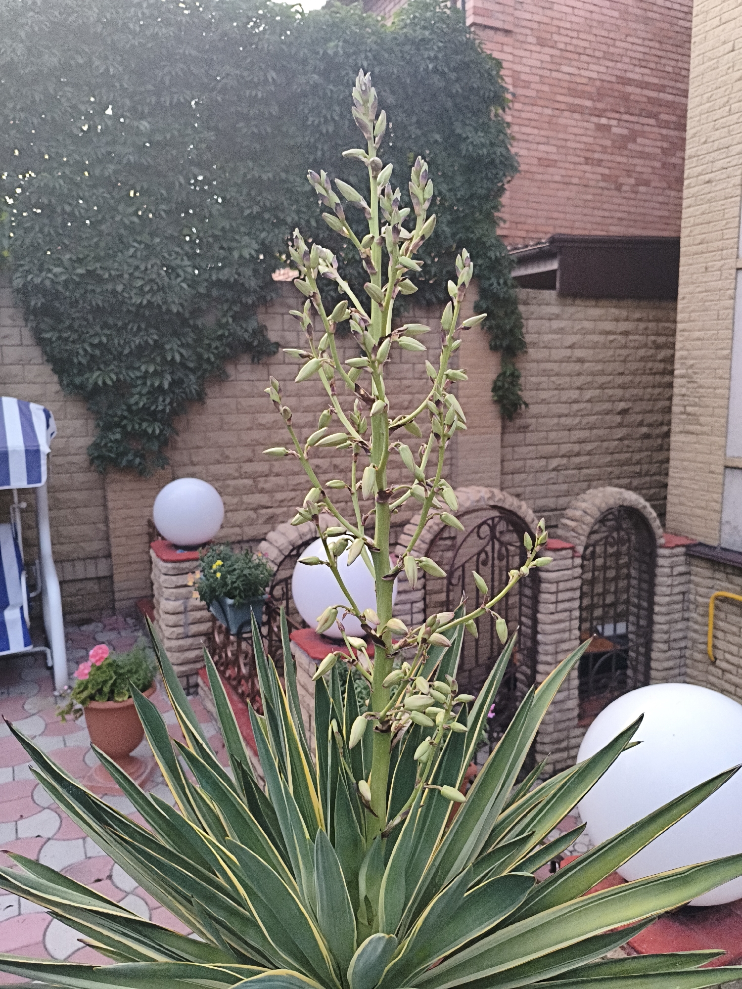 A Yucca plant with a tall flower stalk is in the foreground, its leaves a deep green with yellow variegation. The plant is in a pot and positioned on a paved patio with pink and white geometric tiles. Behind the plant, a brick wall serves as a backdrop, adorned with a dense green ivy that climbs up its surface. To the left, a white and blue striped swing set is partially visible. In the midground, two large white spherical lanterns sit on brick pedestals. Further back, a decorative wrought iron gate is set within brick archways. The scene is set against a brick building, with a portion of a yellow gas pipe visible on the right. The overall impression is of an outdoor courtyard or garden area.