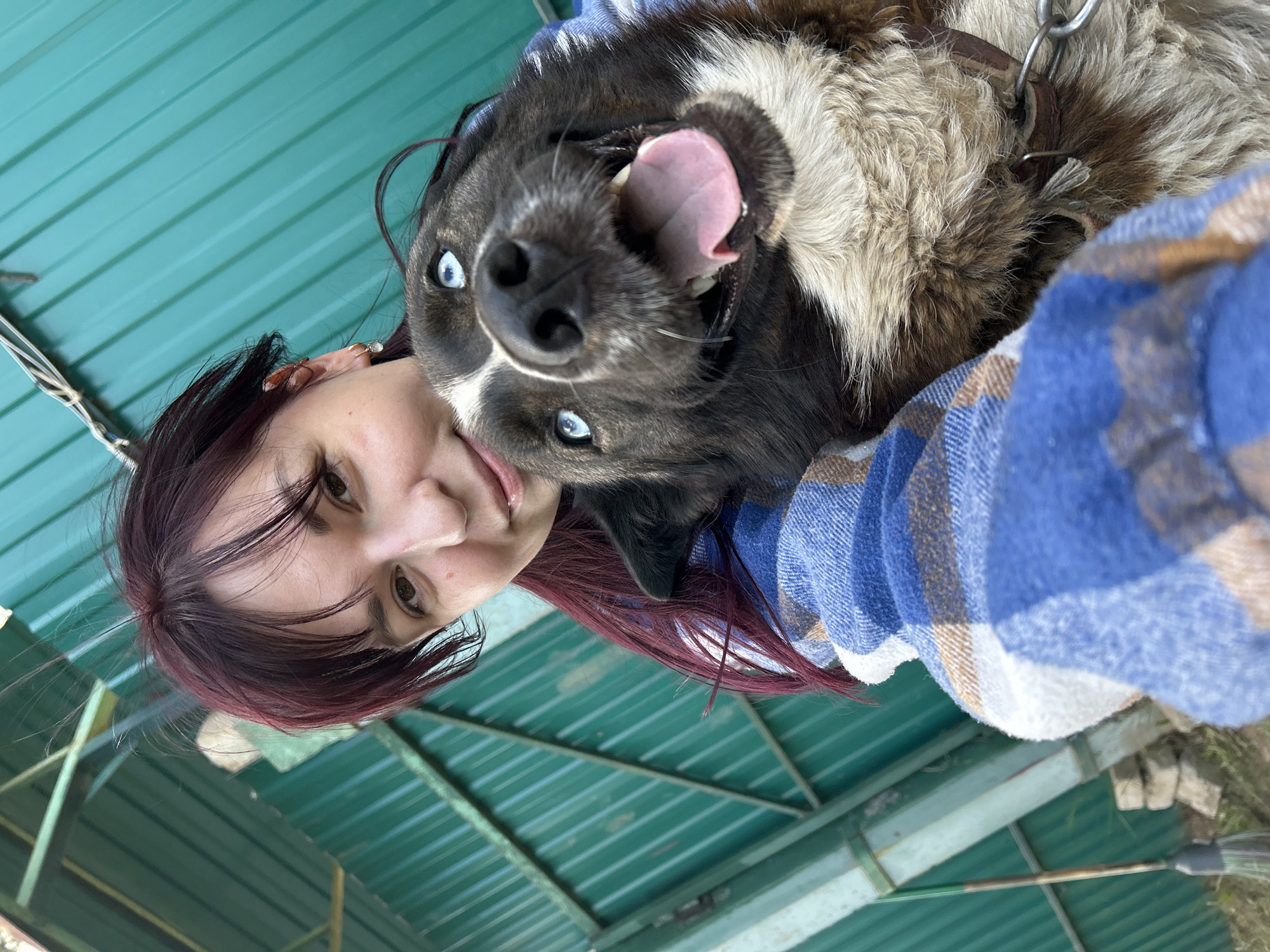 In the city of Fokino, Russia, a young woman with dark red hair is embracing a dog with striking blue eyes. The woman is wearing a blue and brown plaid shirt. The dog, a large breed with brown, black, and white fur, has its mouth open and tongue out, appearing happy. They are positioned in front of a teal green corrugated metal fence. To the left of the fence, a green metal pole with a broom leaning against it is visible. The ground is covered with dry grass and some scattered bricks. The overall scene suggests an outdoor, casual setting.