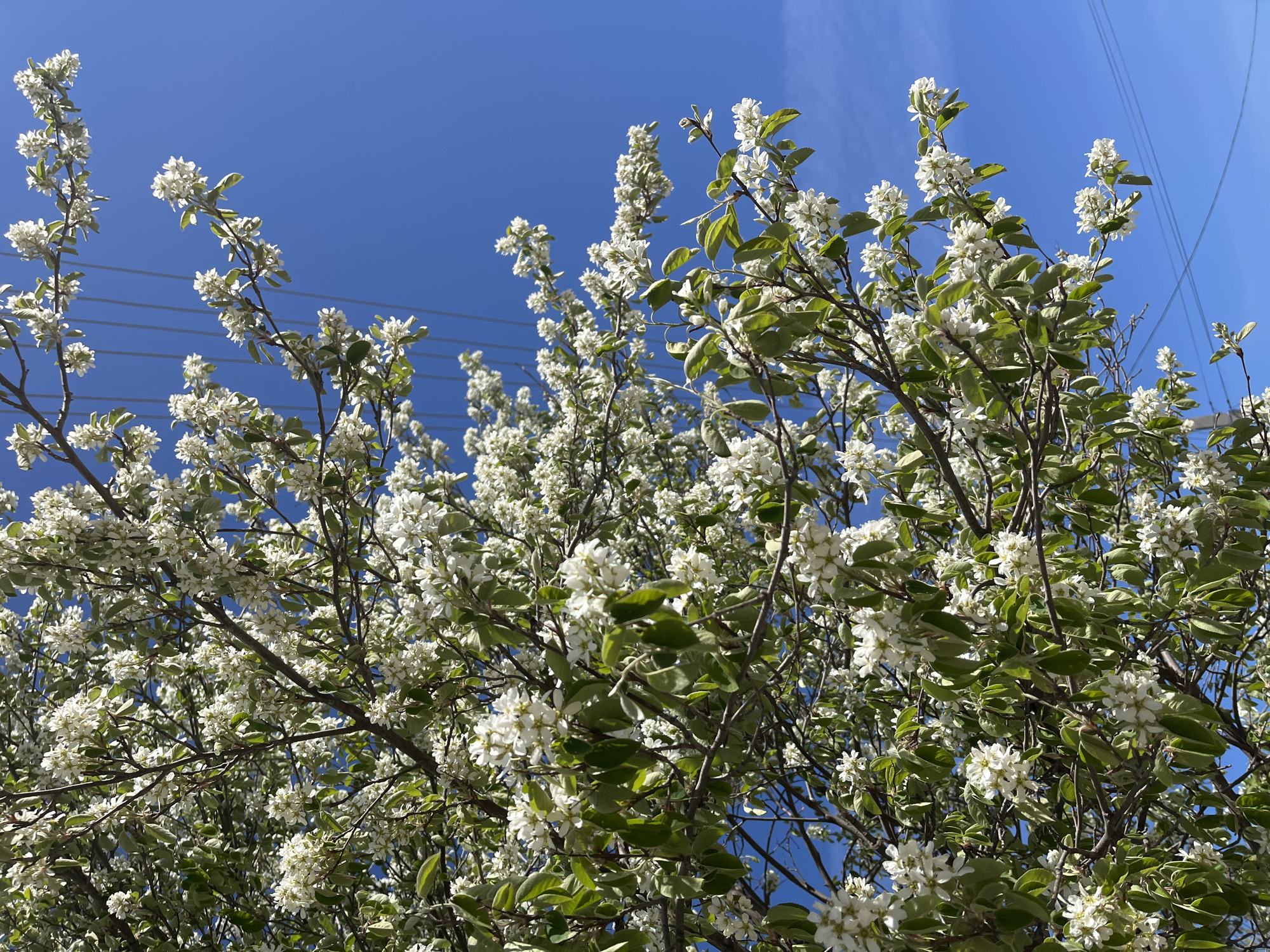 A tree with white blossoms and green leaves is set against a bright blue sky with thin wisps of clouds and overhead power lines. The tree appears to be in full bloom. The location is specified as the city of Фоки, Russia.