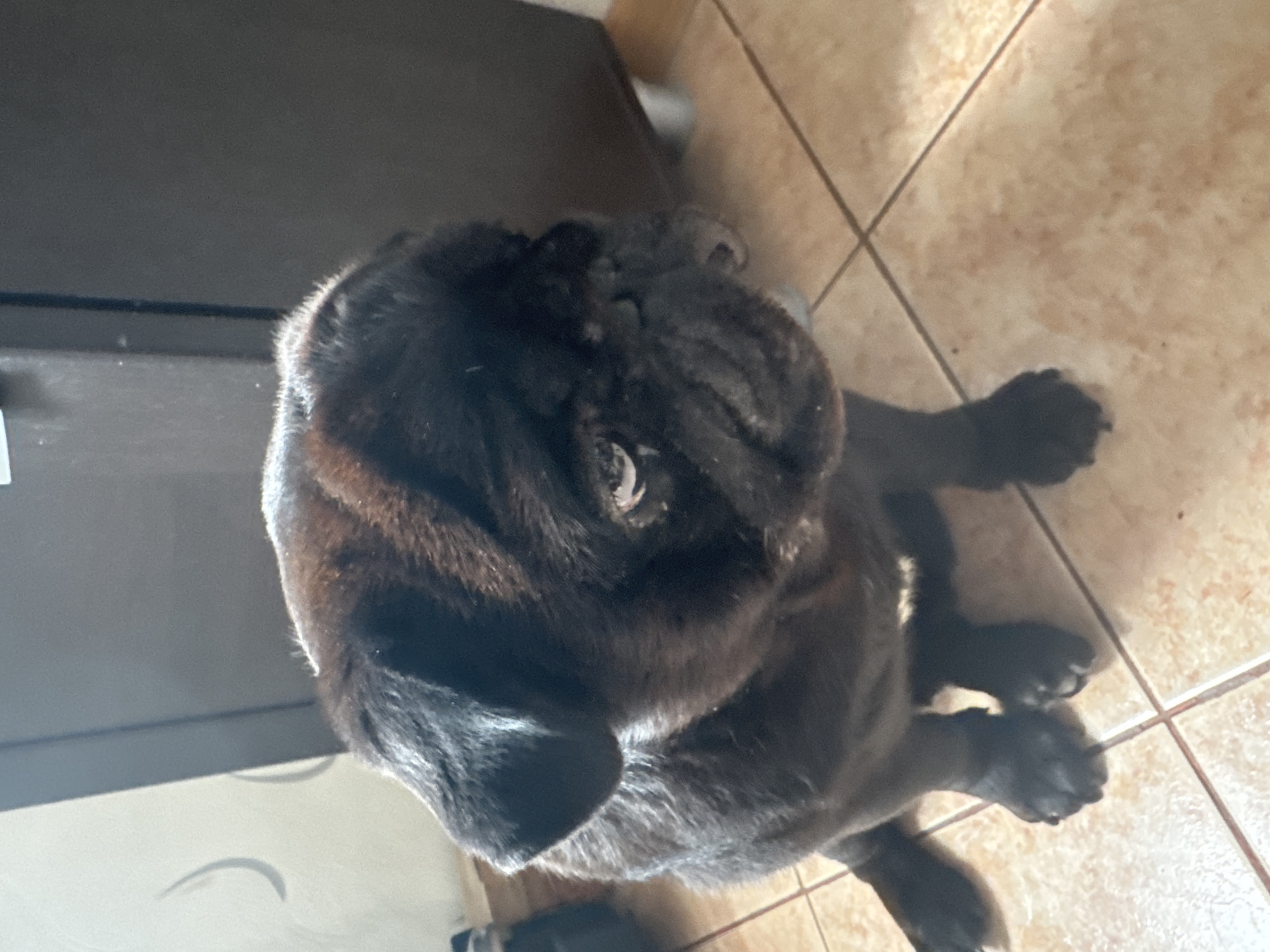 A black pug dog is depicted seated indoors on a tiled floor in Perm, Russia. The dog, positioned in the lower-left to mid-center of the frame, faces towards the right, with its gaze directed slightly downwards. Its short, dark fur shows subtle highlights on the head and back. The dog's right eye (viewer's left) presents a distinct glint or reflection. The floor consists of light brown and tan square tiles with dark grout lines. In the background to the left, a light-colored wall features faint, curved shadow patterns. To the right and behind the dog, a dark brown or black piece of furniture or cabinetry stands, supported by a visible metallic leg at its base. No other individuals are present.