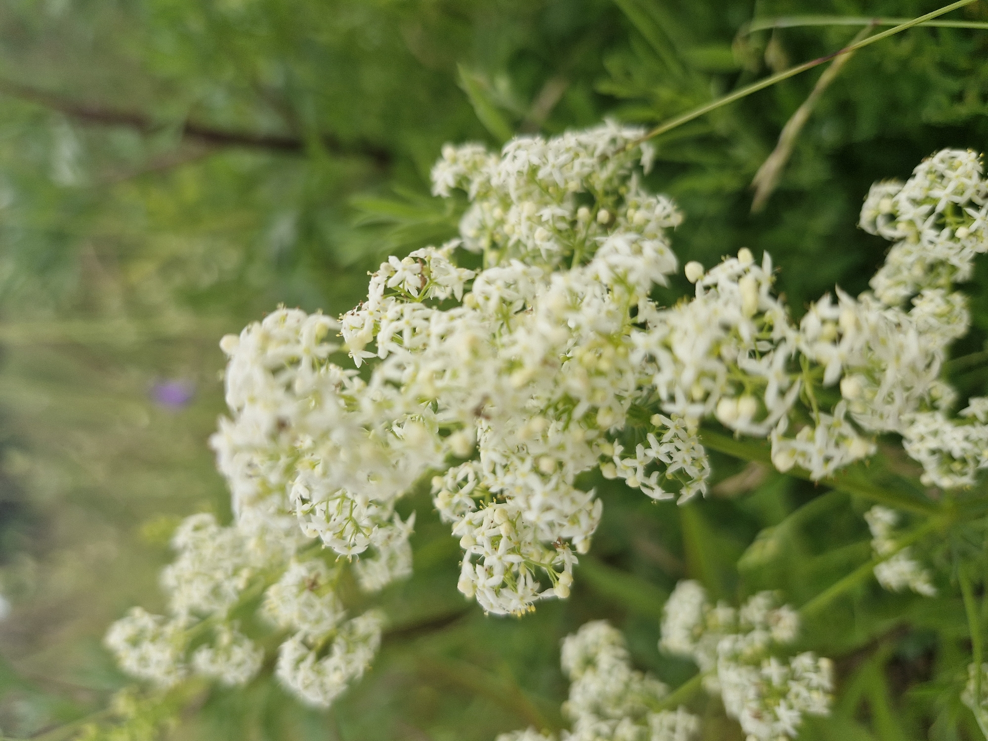 The image is a close-up, eye-level shot of a cluster of small white flowers with green foliage in the background. The flowers are the primary subject and are in sharp focus, while the background is blurred, creating a shallow depth of field. Some of the flowers are in bloom, appearing as tiny, star-shaped structures, while others are still in bud form, visible as small, rounded knobs. The foliage in the background consists of various shades of green, with some blurred vertical elements that suggest grass or thin stems. The lighting appears to be natural, with soft illumination, suggesting an outdoor setting. The overall impression is of a delicate botanical subject, captured in a natural environment. There are no people, animals, or man-made objects visible in the image. The location is described as Unknown, Unknown, indicating that the specific geographical context is not provided.
