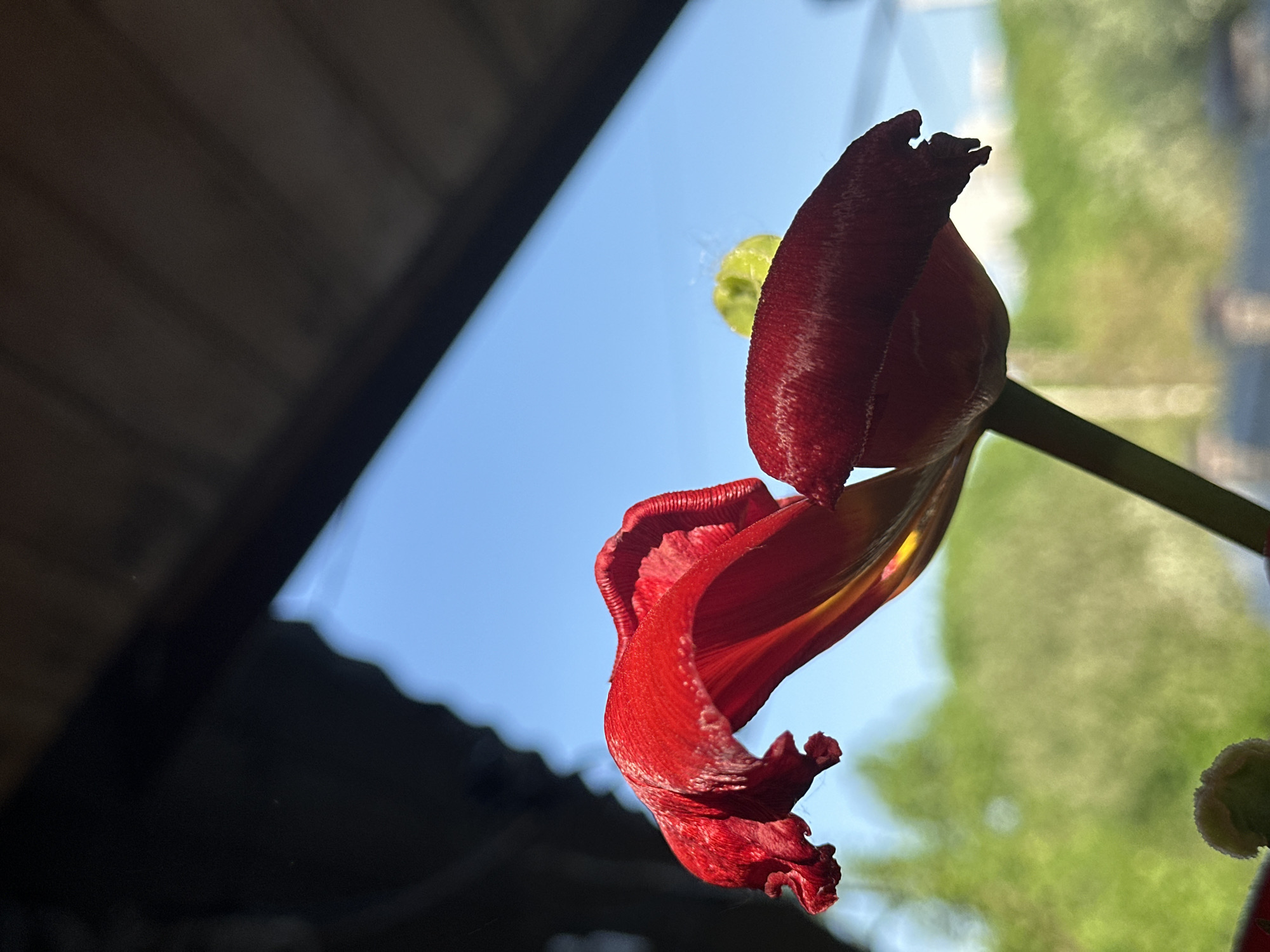 A red tulip flower in partial bloom is angled diagonally across the frame, set against a background of bright blue sky and out-of-focus green foliage, possibly trees. The lower portion of the flower has open, ruffled petals, while the upper section remains tightly closed. A green bud is visible near the top of the flower. A dark, shadowed, angled structure, possibly a roof or overhang, appears on the left side of the frame, creating a contrasting dark area. The image has strong lighting, highlighting the flower's texture and color, and a shallow depth of field. The location of Nizhny Novgorod, Russia, is not evident within the visual details of the image. There are no people depicted in the image.