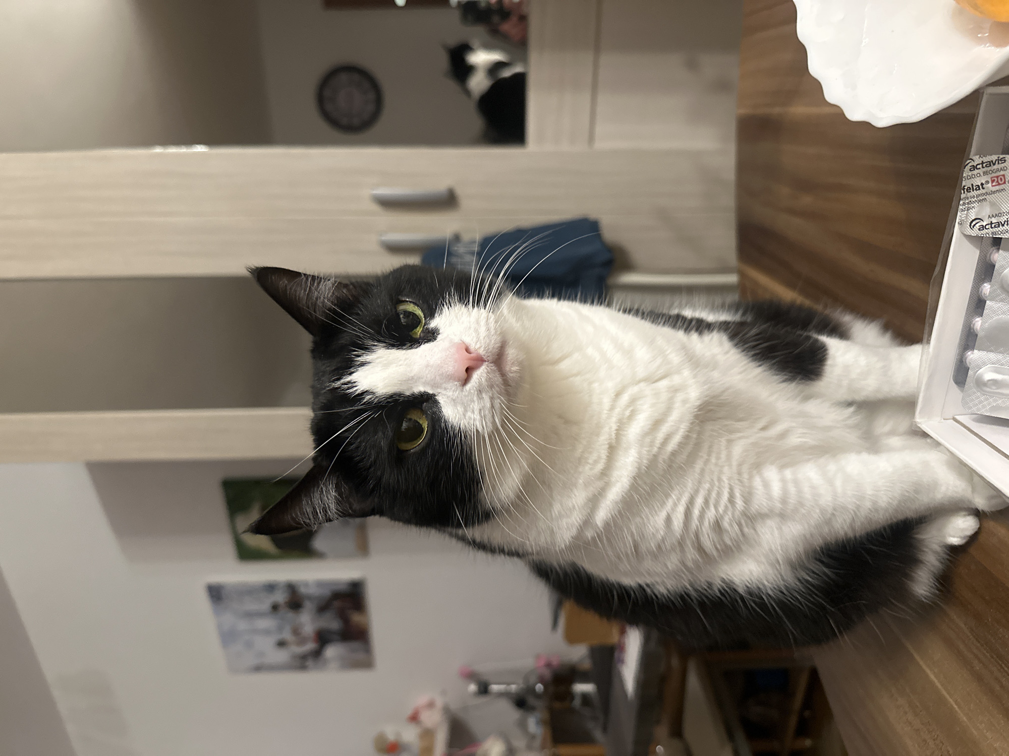 A black and white cat sits on a wooden surface, with a blister pack of "felat 20" pills visible in the frame. The cat has green eyes and a pink nose. In the background is a blurred image of what appears to be another cat, partially obscured in a cabinet. The room includes furniture and wall decorations, suggesting a domestic interior. It is not possible to determine that it is Budva, Montenegro from the image.