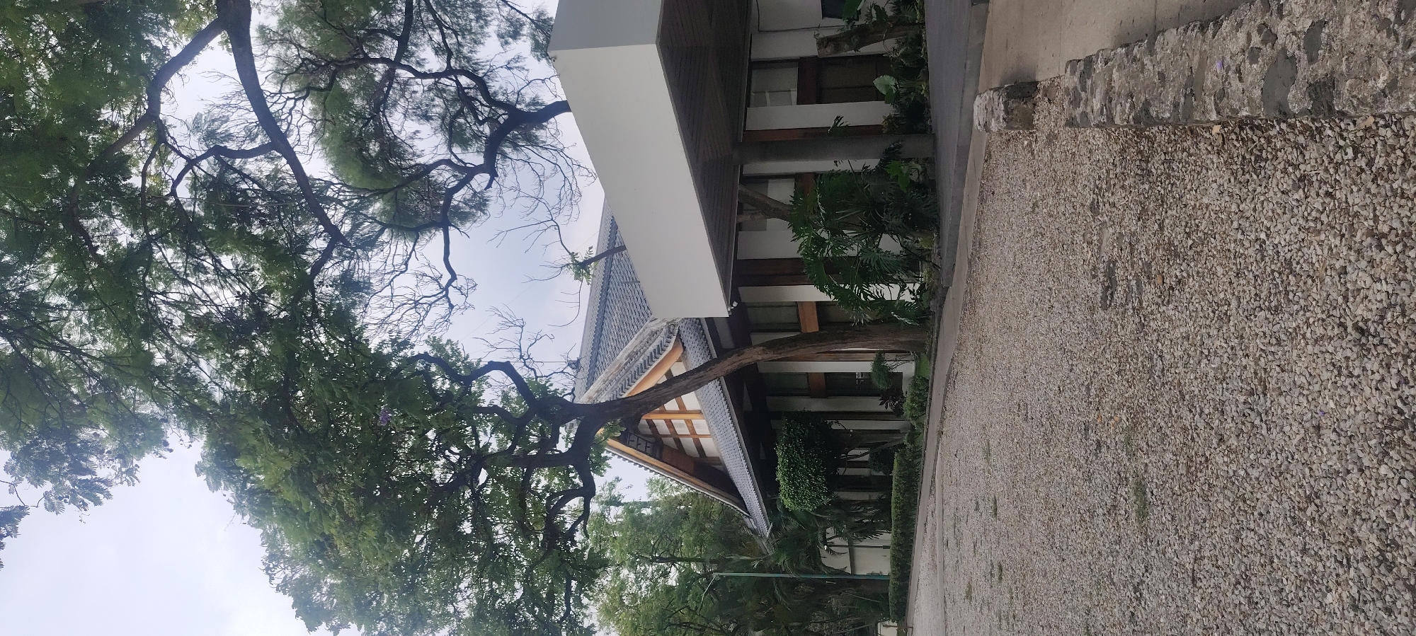 The image depicts a modern building adjacent to a tree with dense foliage. The building is primarily white with visible wooden support beams and a gray tile roof. The roof is angled and appears to be a part of a larger architectural structure. Along the ground, a gravel surface covers the area next to the building. The tree's branches extend over and around the building. The sky is overcast. The image was taken in the city of Jiutepec, Mexico.