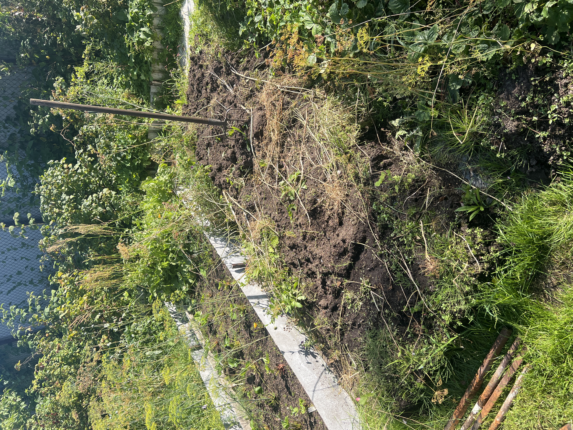 The image shows an outdoor scene, likely a garden or allotment in Роса Снт, Russia, on a sunny day. In the foreground, there is a raised garden bed made of concrete blocks, partially filled with dark soil and some dry plant matter. A garden fork with a wooden handle is stuck upright in a mound of soil in the center of the bed. The surrounding area is overgrown with lush green grass, weeds, and various plants, including what appear to be dill and strawberry plants. In the background, a chain-link fence can be seen behind dense green foliage. There are no people or animals visible in the image. The overall impression is one of a garden that has either been recently worked or is in a state of late-season growth.
