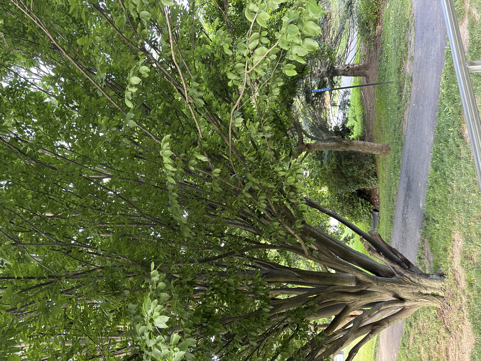 The image depicts an outdoor scene in South Abington Township, United States of America, featuring a large, multi-trunked deciduous tree with abundant green foliage in the foreground. The tree's trunk is textured and appears aged, with its branches extending upwards and outwards, creating a dense canopy. A paved pathway, likely a sidewalk or trail, curves through the grassy area beside the tree. In the background, more trees and shrubbery are visible, along with a blue signpost and a black corrugated pipe. The overall environment suggests a park or a well-maintained public space. There are no people or animals visible in the image.