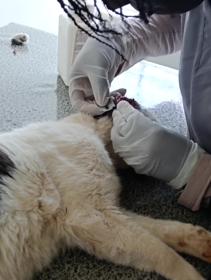 This indoor scene, located in a clinical facility in Nairobi, Kenya, depicts a detailed medical procedure. A person, whose hands are covered in white medical gloves, is actively engaged in work on the hindquarters of a domestic cat. The cat, predominantly white with some dark patches on its back, is lying on a speckled grey countertop surface. The gloved hands hold a sharp metallic instrument, likely a scalpel or surgical blade, near an area of reddish tissue and fluid (blood) on the cat's rear. A white plastic bottle with an illegible label stands upright on the countertop in the background, behind the person's hands. In the upper-left background, also resting on the speckled countertop, is the detached head of a small, furred animal, possibly a rodent, with a small amount of reddish fluid beneath it. The background consists of a bright, light-colored surface, possibly a wall or window.