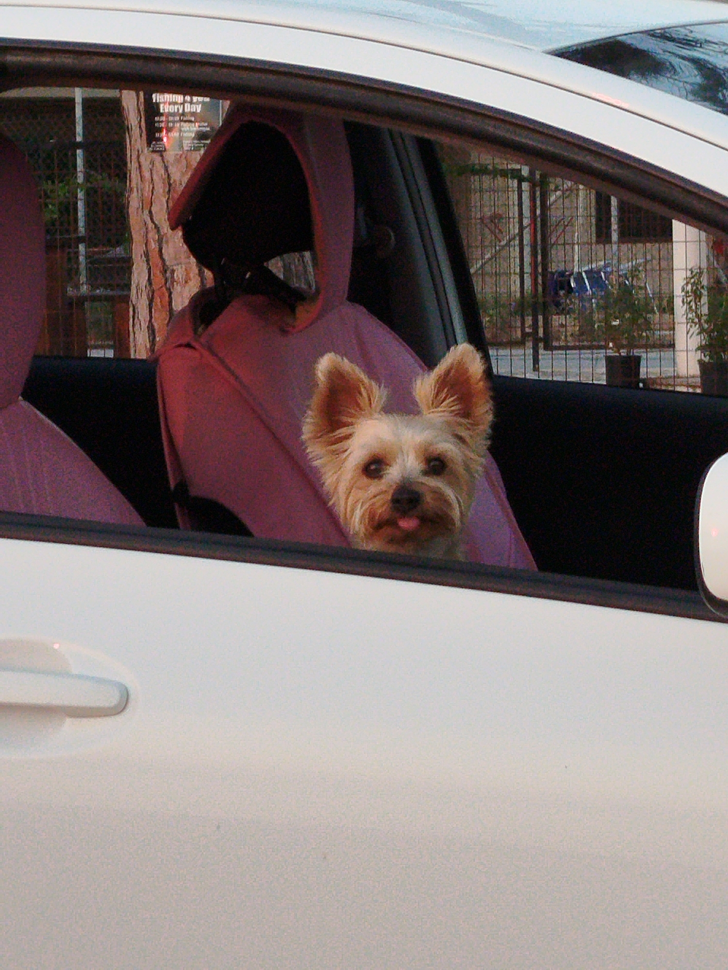 A small, light-colored dog with perky ears and its tongue sticking out slightly is visible through the open window of a white car. The dog is positioned behind a pinkish-purple car seat cover. The background seen through the car window shows a brick wall, a metal fence, and some potted plants. A sign with text is partially visible on the brick wall. The scene appears to be outdoors, possibly in an urban or semi-urban setting, though the specific location in Sithonia Municipal Unit, Greece, cannot be determined from the visual information alone.